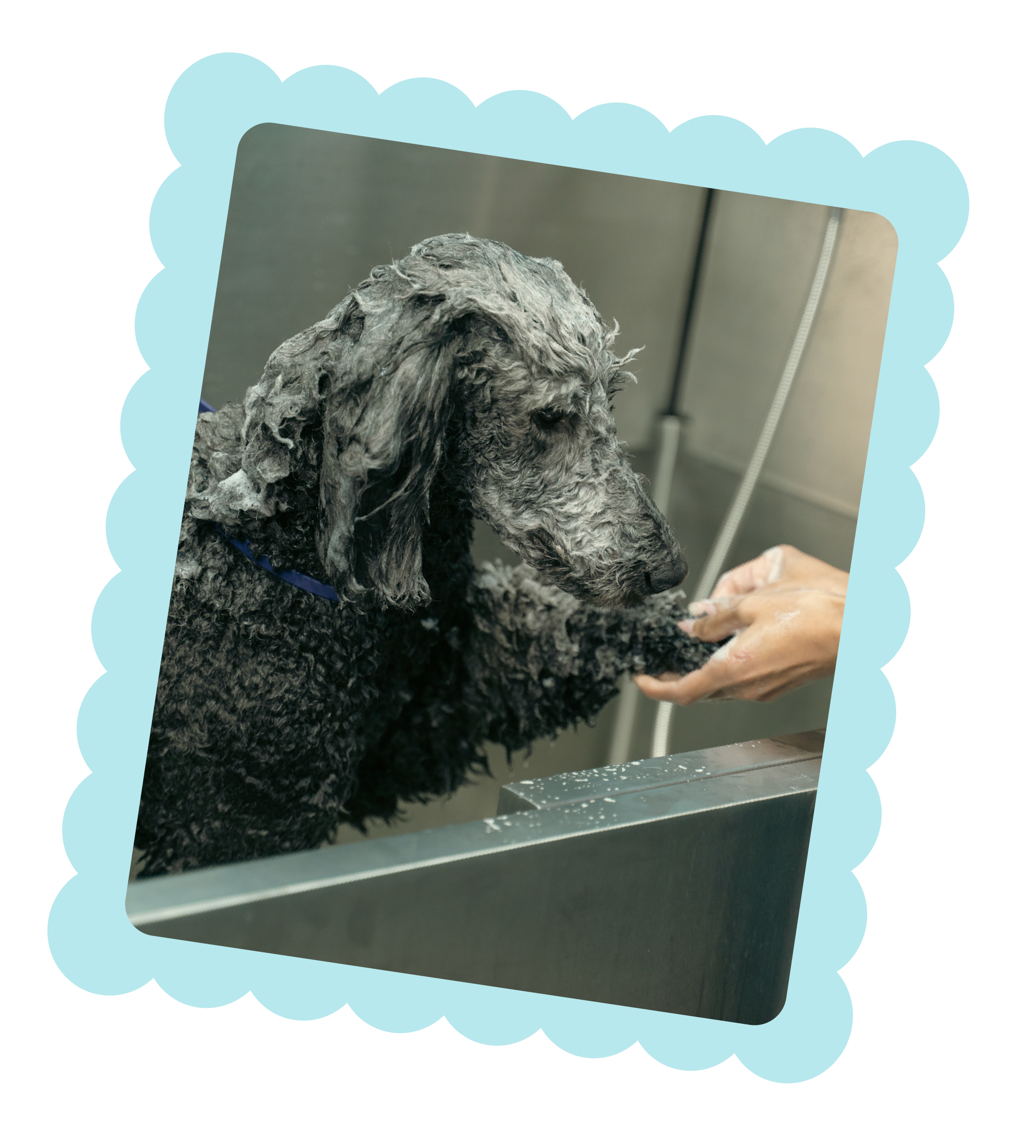 Poodle receiving a gentle bathing service at Topknot Pet Salon & Spa in Los Angeles, California