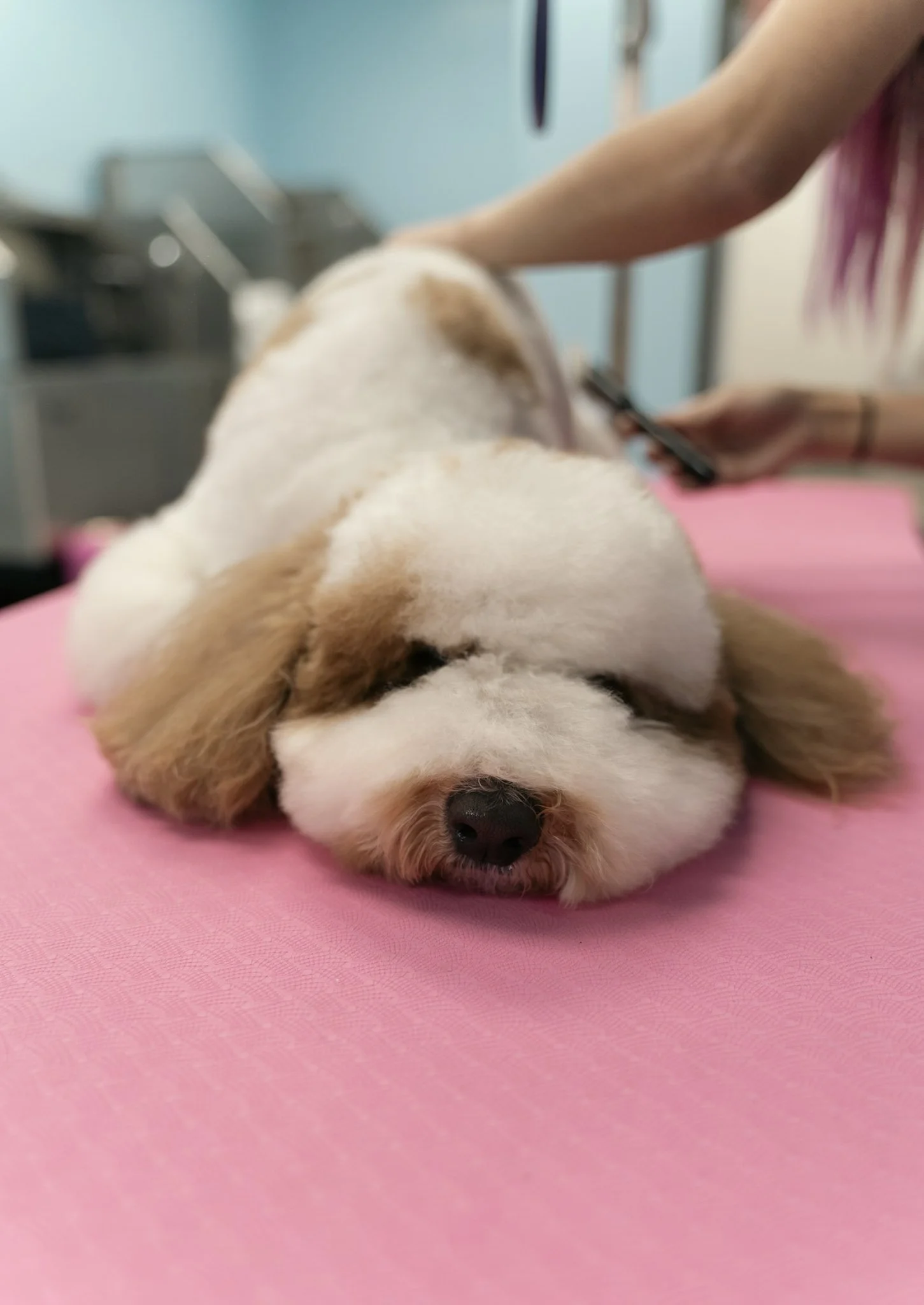 A small dog with a white and brown coat being groomed at Topknot Pet Salon & Spa