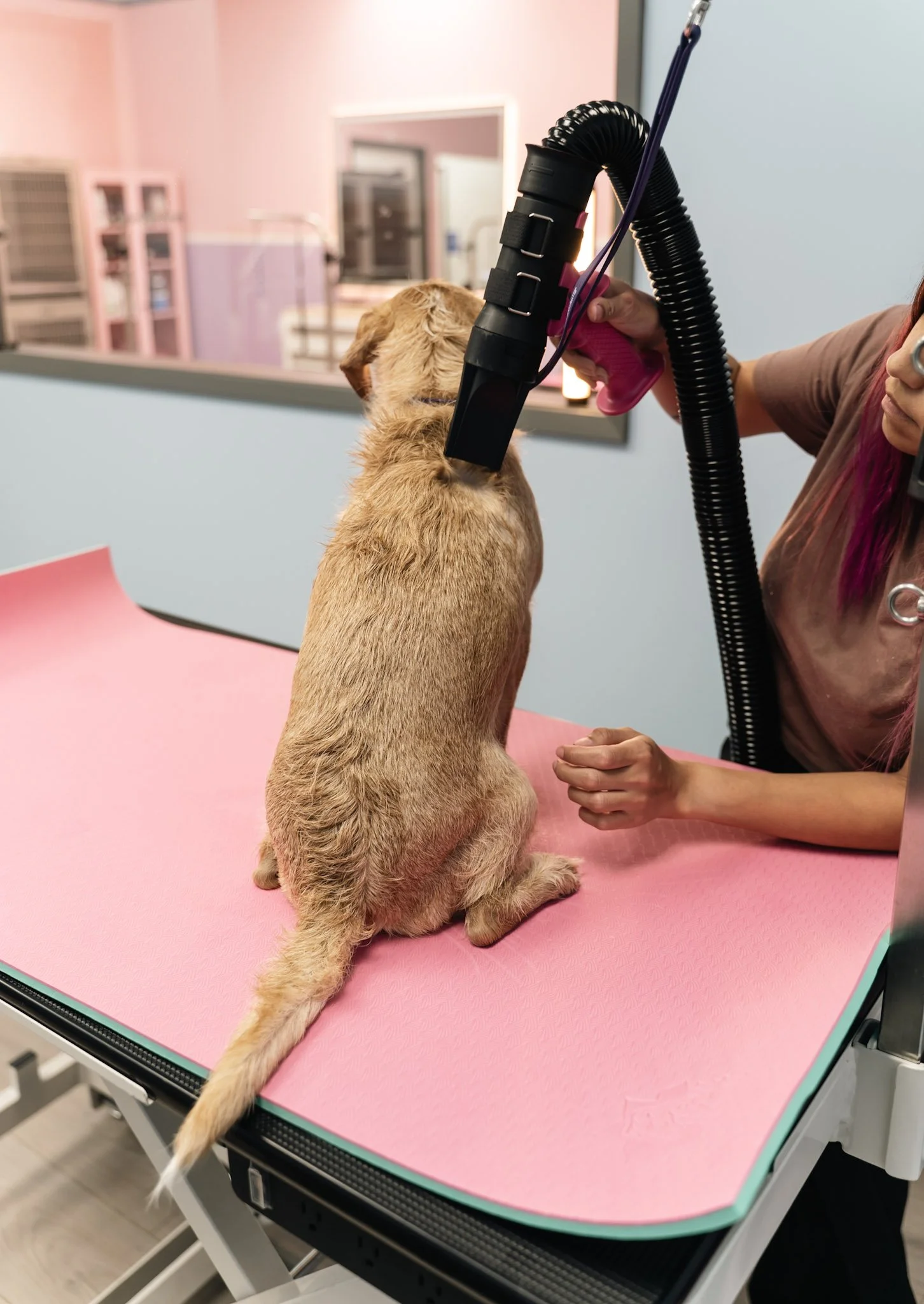 Dog receiving a gentle blow dry during a luxury pet grooming appointment at Topknot Pet Salon & Spa in Los Angeles, California