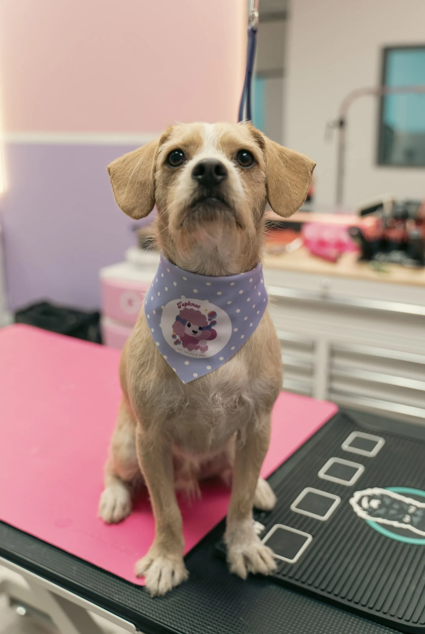 A small tan and white puppy with floppy ears and big dark eyes wearing a lavender bandana with a graphic of a fluffy dog and the word "porknow" around its neck, sitting on a pink mat on a pet grooming table.