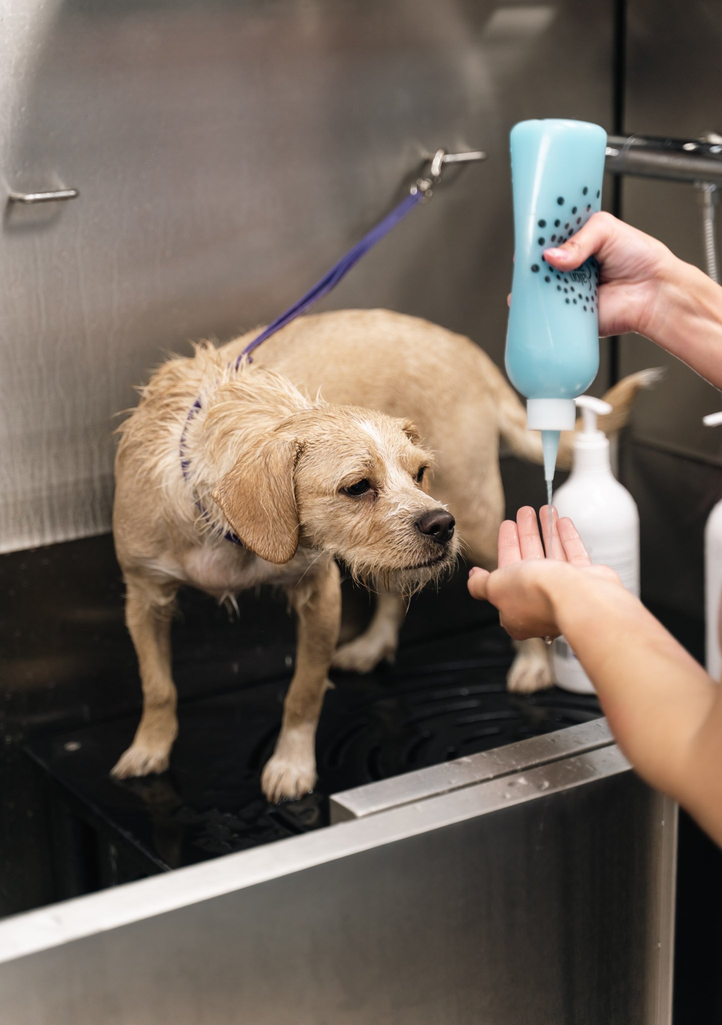 Dog receiving a gentle bath during a luxury pet grooming appointment at Topknot Pet Salon & Spa in Los Angeles, California