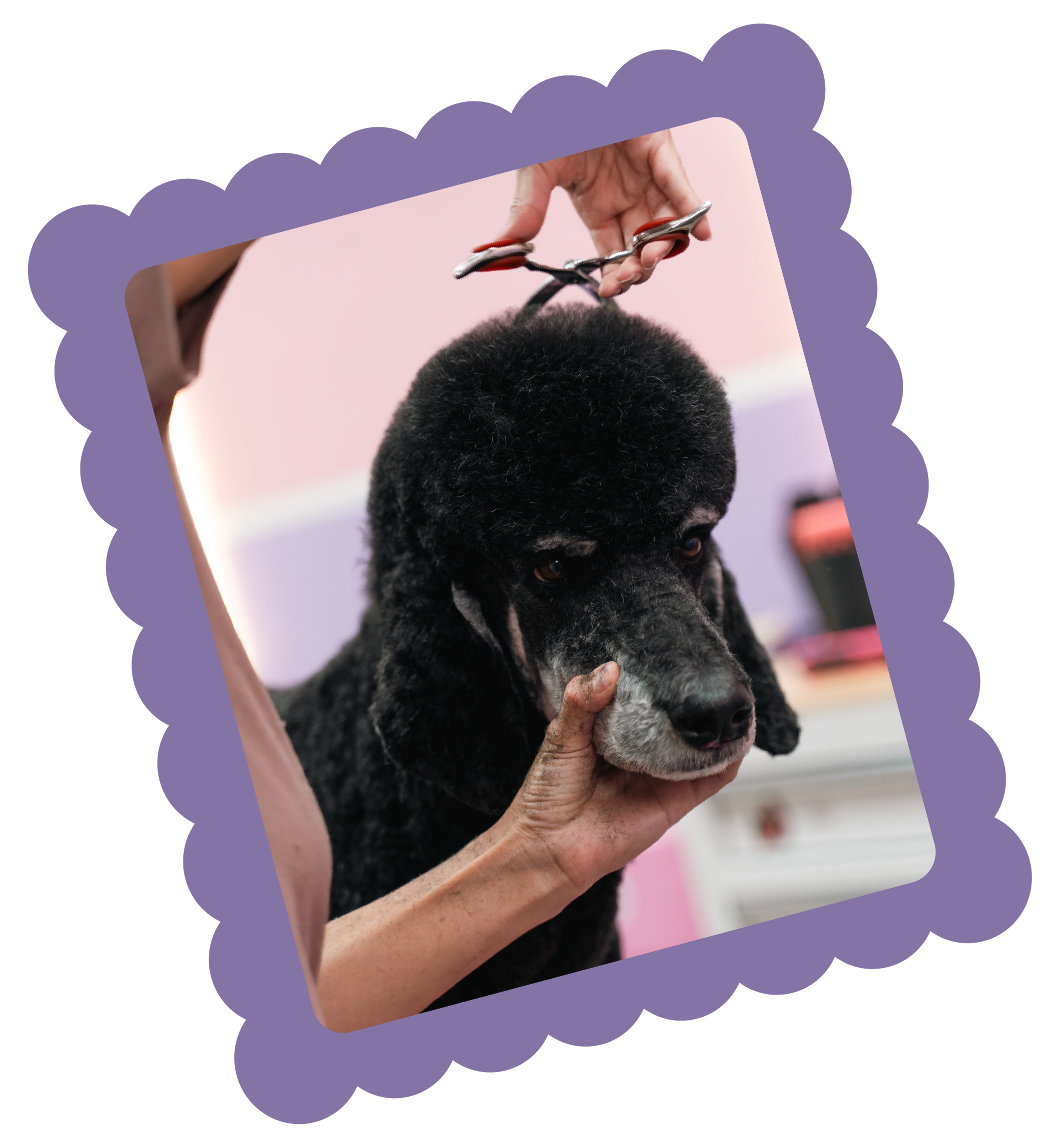 A person with light skin holding the face of a black poodle, whilst grooming its head at Topknot Pet Salon & Spa in Los Angeles, California