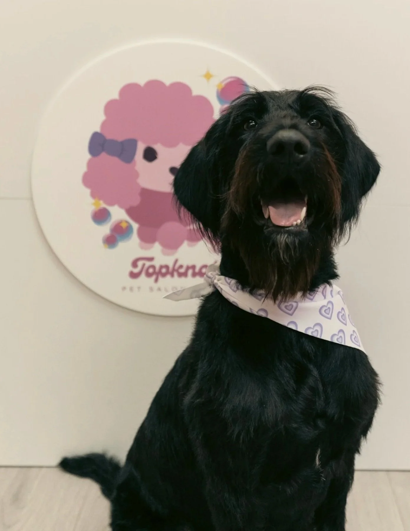 A black dog with a white bandana with purple hearts around its neck, sitting in front of a wall with a pink cartoon poodle and the words 'Topknot Pet Salon' on it.