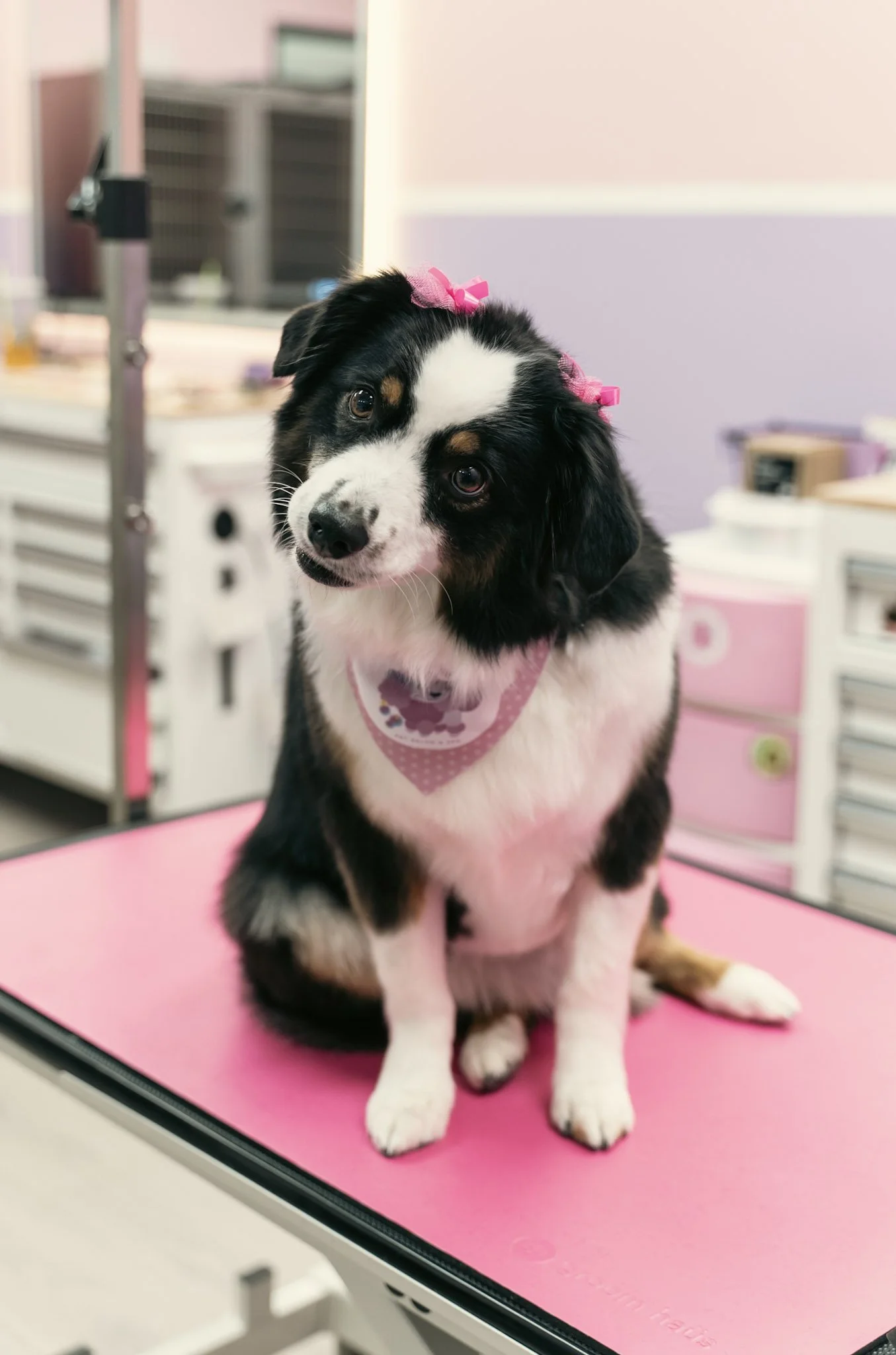 A cute black, white, and tan puppy with a pink bow on its head sitting on a pink surface in Topknot Pet Salon & Spa in Los Angeles with various objects and furniture in the background.