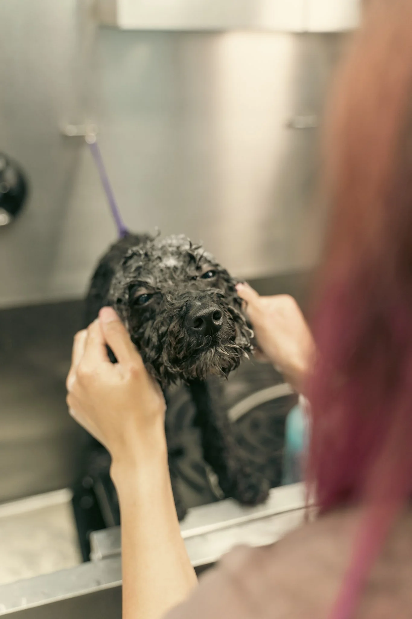 Alisa, founder of Topknot Pet Salon & Spa, bathes a small black dog in a sink, with the dog's head and face visible as it is being washed.