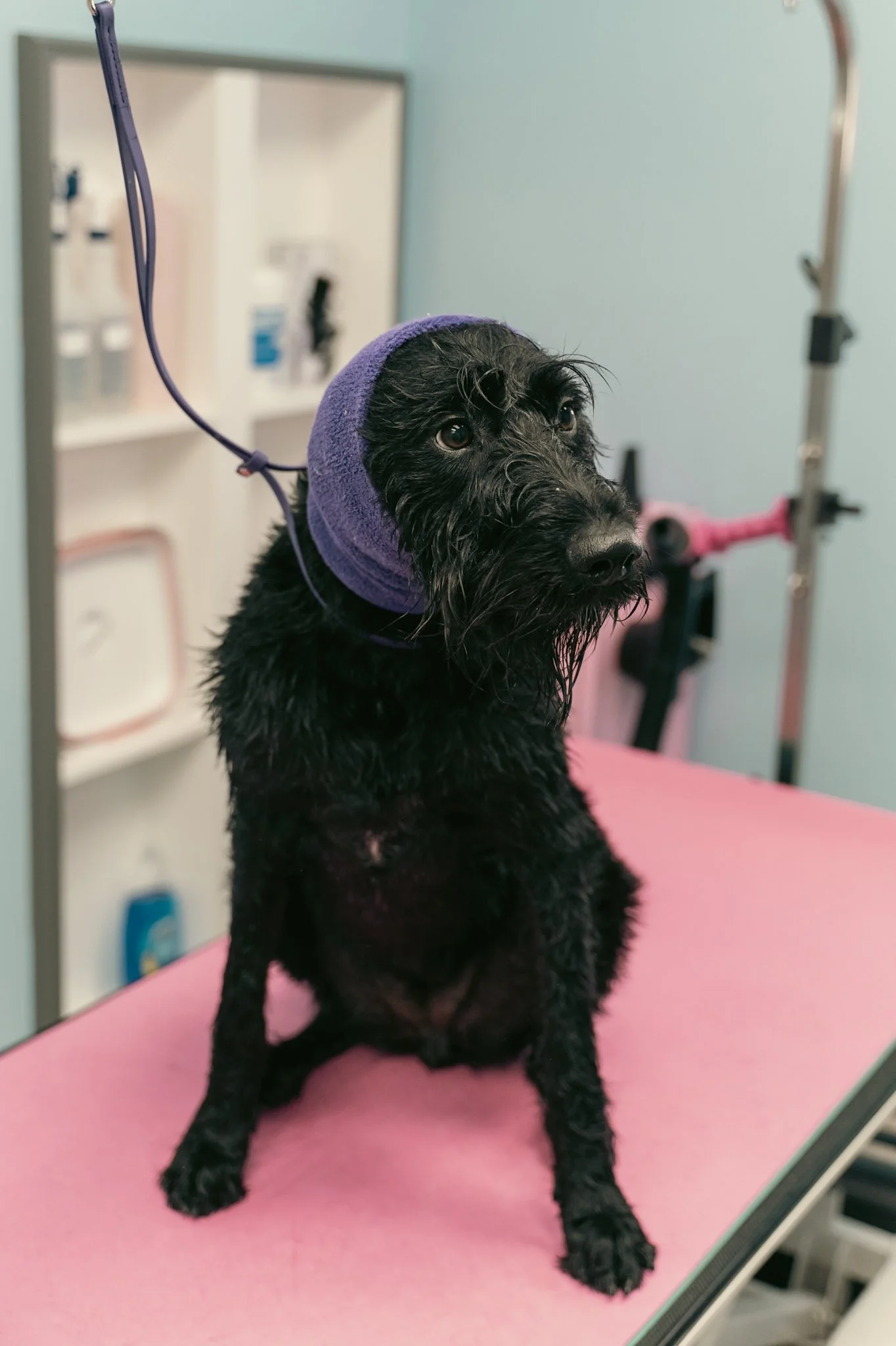 Black dog with a purple head towel sitting on a pink grooming table receiving the Sleek Spa treatment at Topknot Pet Salon & Spa in Los Angeles, California
