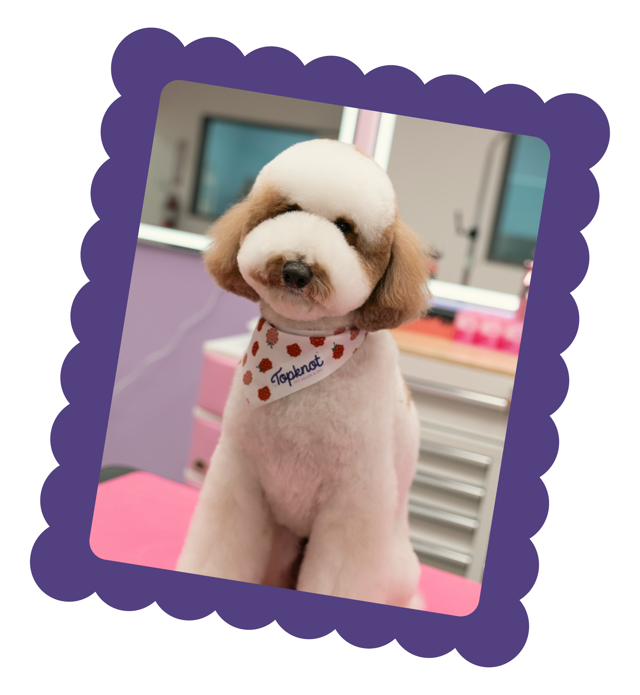 Close-up of a cute, fluffy white and brown dog wearing a bandana with the word "Topknot" printed on it, sitting indoors with a background of purple furniture and computer screens.