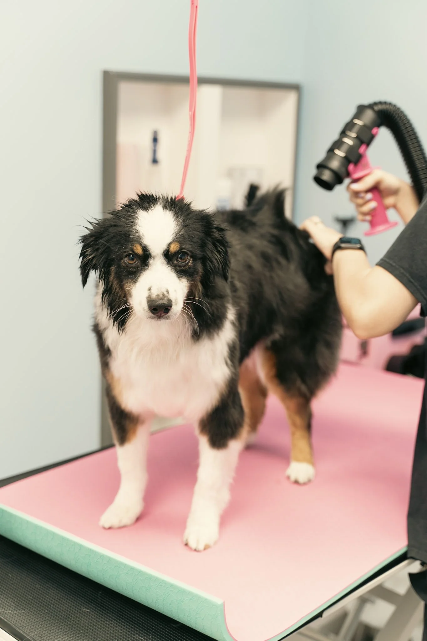 A dog getting a plush spa treatment on a pink grooming table at Topknot Pet Salon & Spa in Los Angeles, California