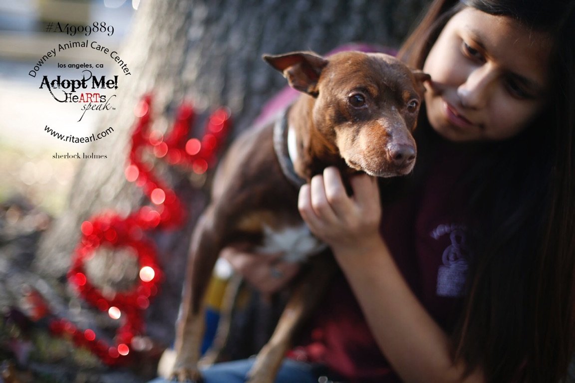 A photo of Alisa from 2016 holding a small brown dog. There is a sticker on the image promoting pet adoption at Downney Animal Care Center in Los Angeles, California.