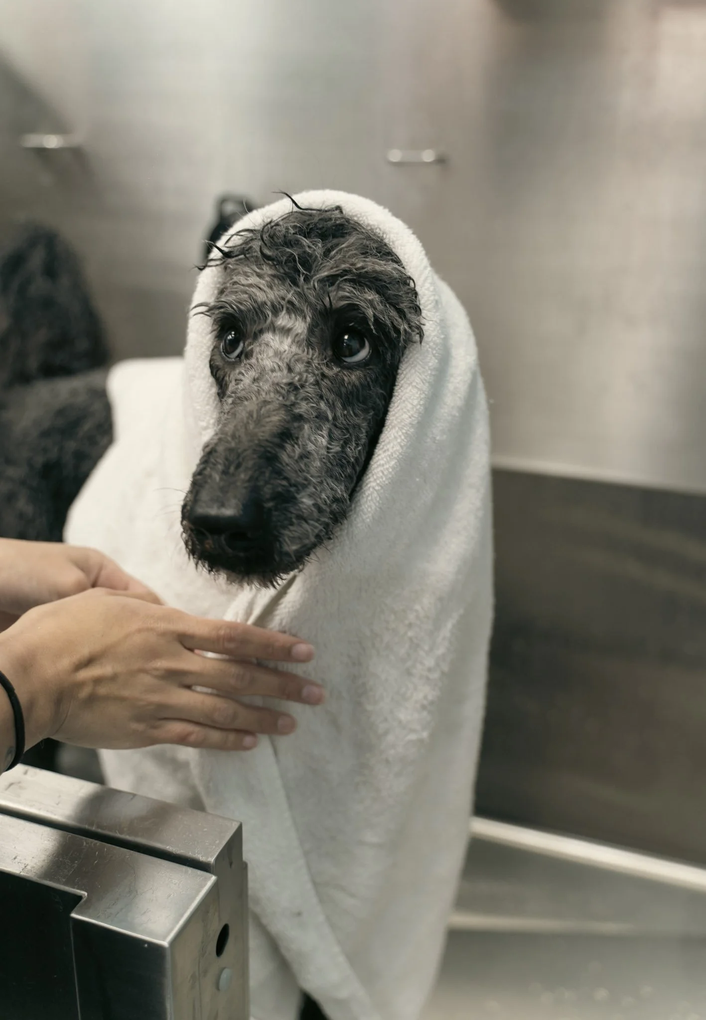 A wet black and gray dog wrapped in a white towel being dried after a bathing service at Topknot Pet Salon & Spa