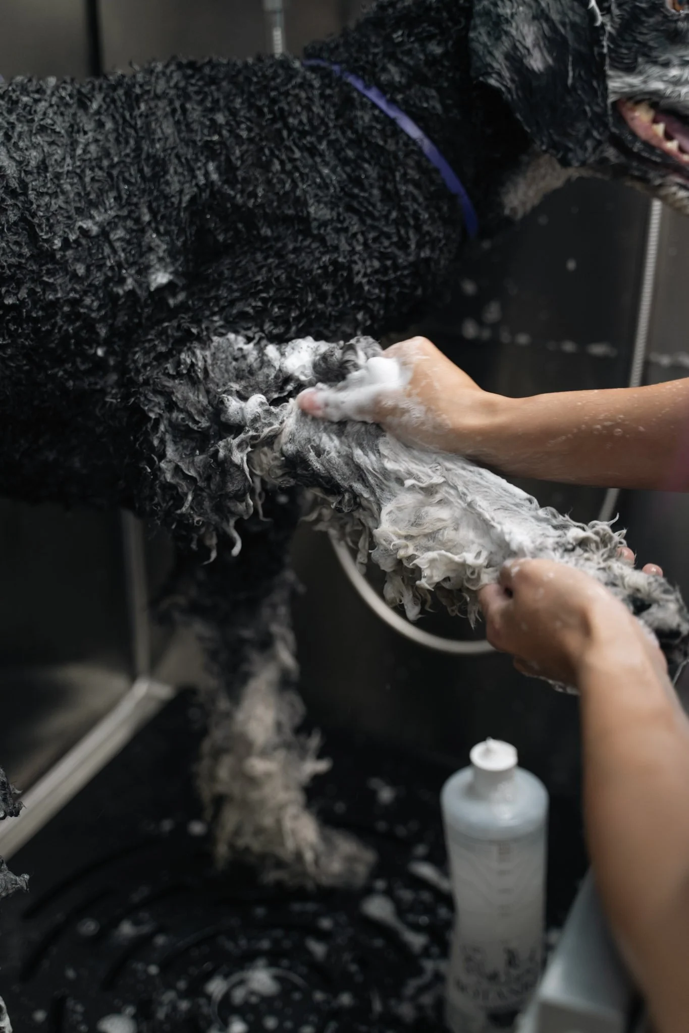 Alisa washing a dog with soap, black and white fur, in a grooming station