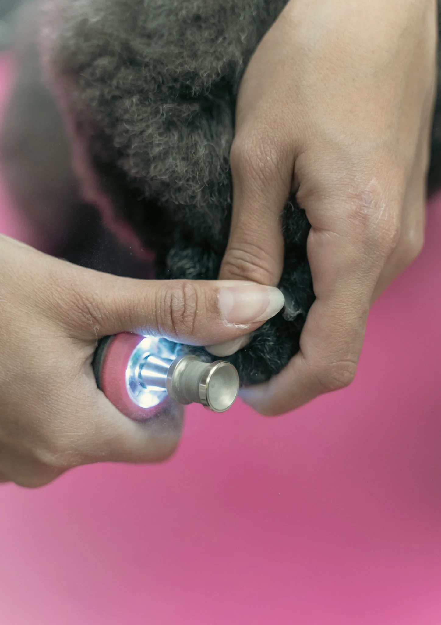 Dog nail trimming service at Topknot Pet Salon & Spa in Los Angeles, California using gentle and safe grooming techniques
