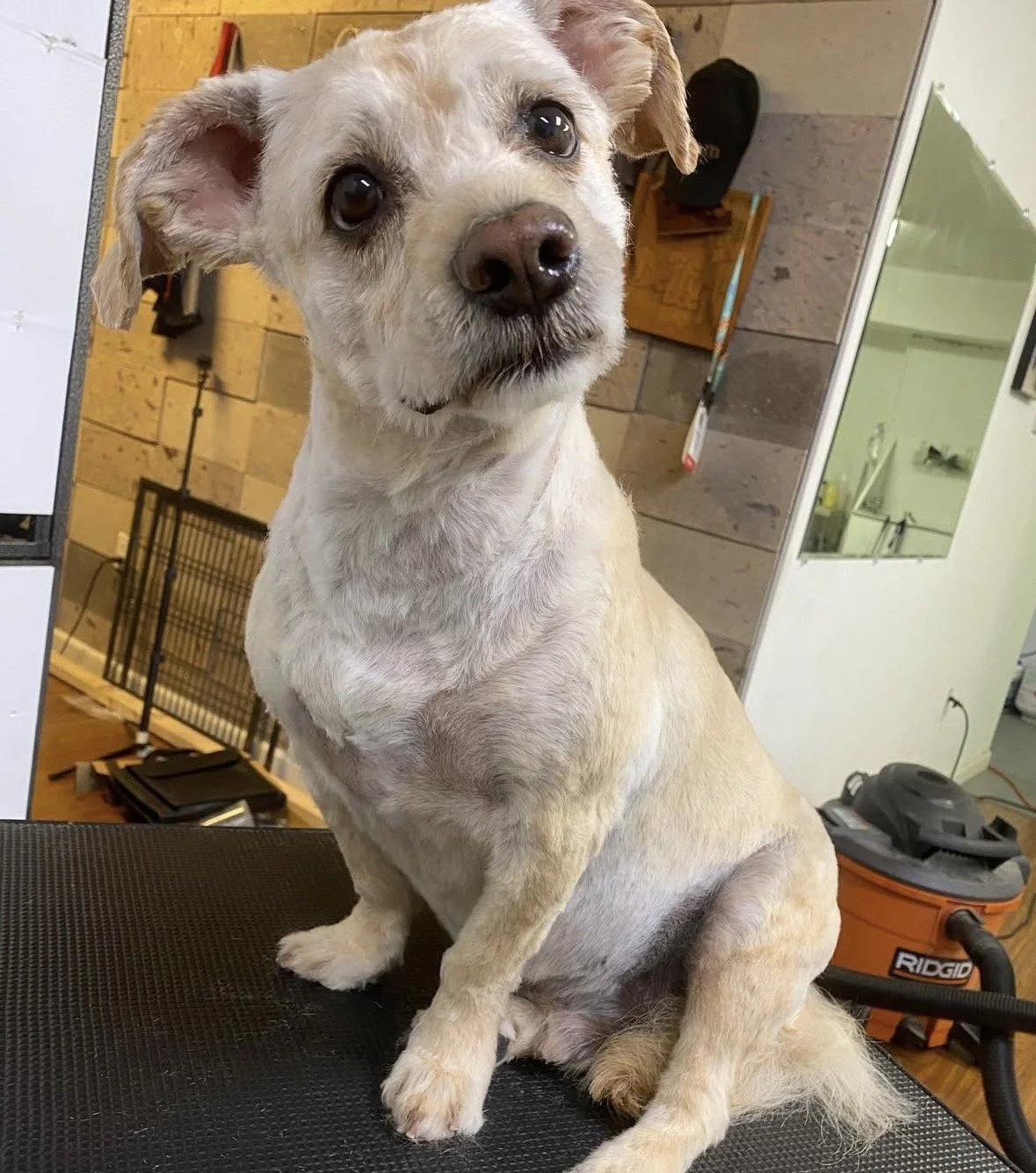 A image from 2019 of a small beige dog with large dark eyes and floppy ears sitting on a grooming table, indoors with a vacuum cleaner in the background.