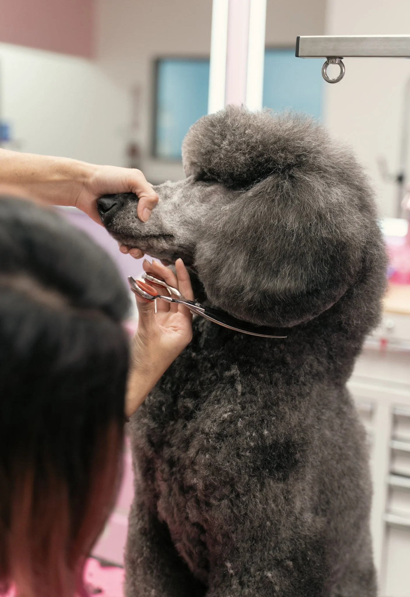 A person is grooming a large, fluffy, gray poodle in Topknot Pet Salon & Spa in Los Angeles, California
