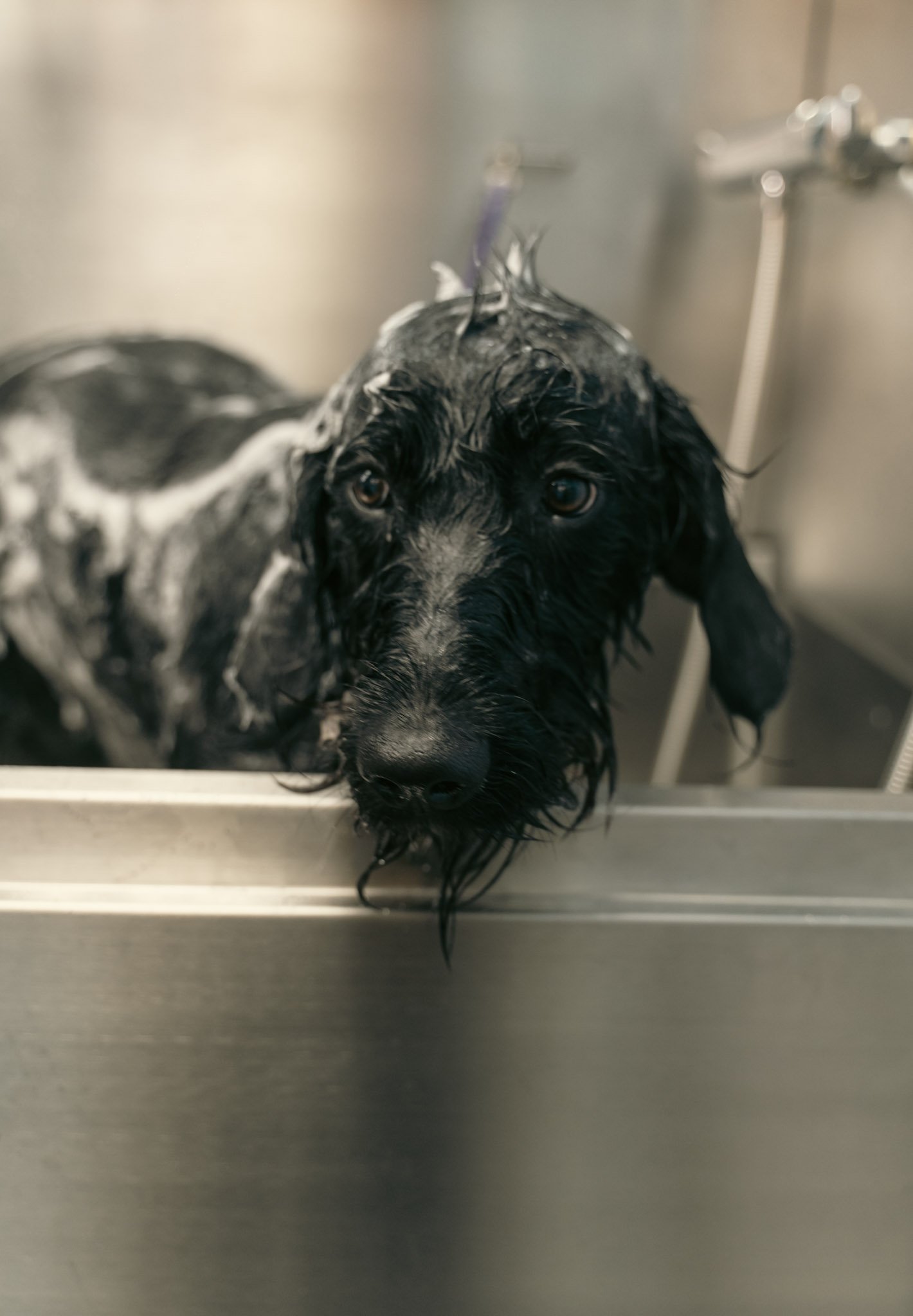 A black and white dog with wet fur sitting in a metal sink during a bath, looking at the camera with big eyes.