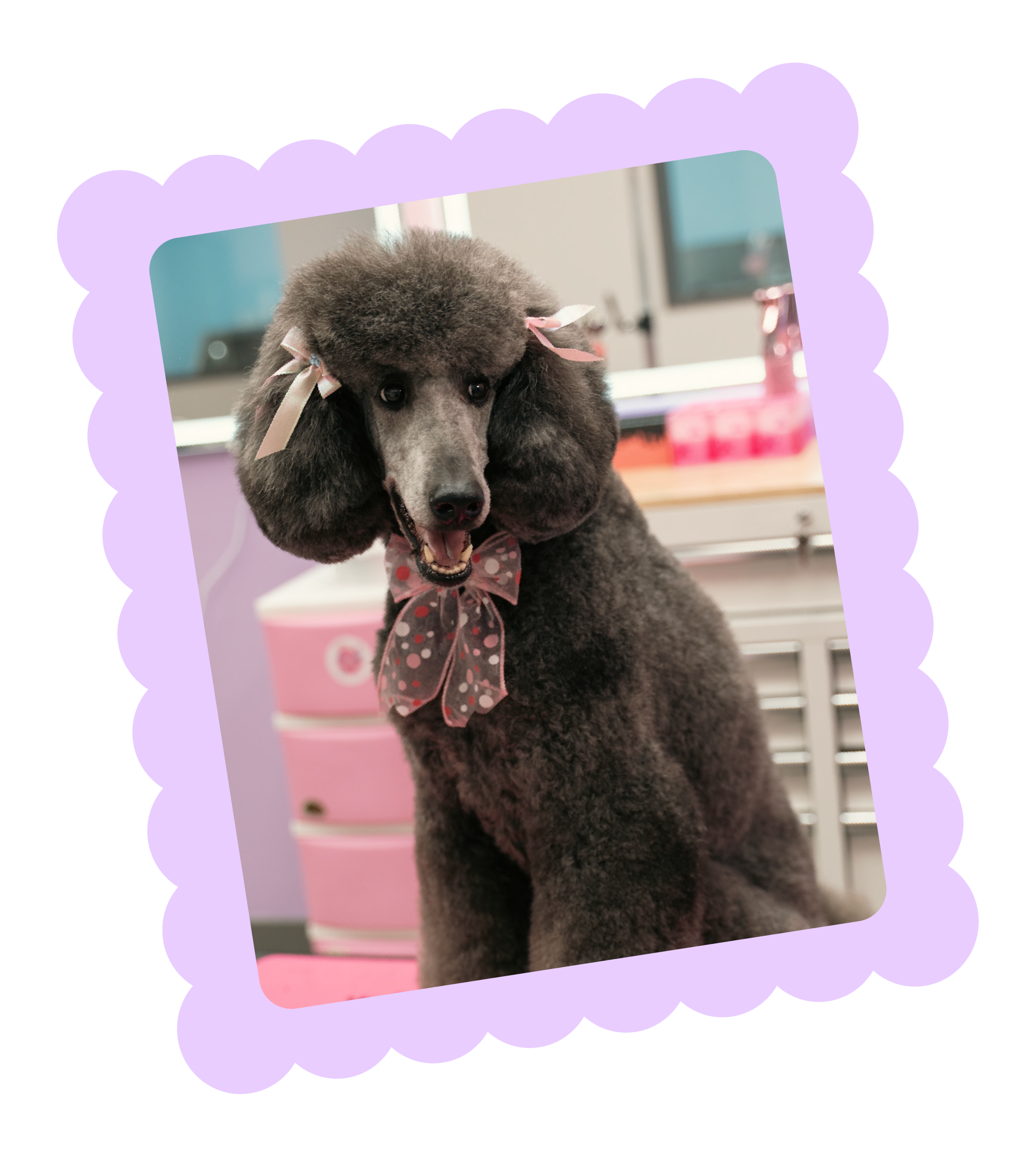 Poodle with curly fur and pink ribbons on its ears, wearing a polka dot bow tie, standing on a countertop in a room with a pink and purple themed background Topknot Pet Salon & Spa in Los Angeles, California after a luxury grooming appointment