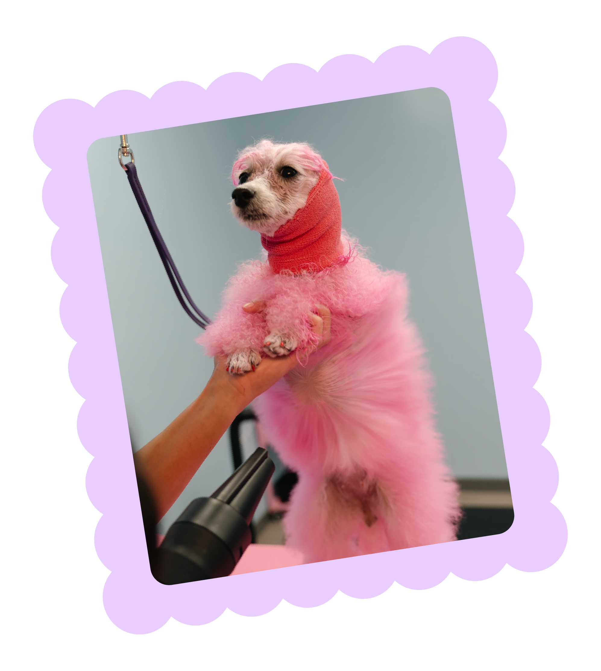 A small dog with white fur and pink dye on its ears and top of head, wearing a pink sweater, being held up by a person while a hair dryer drys the poodle