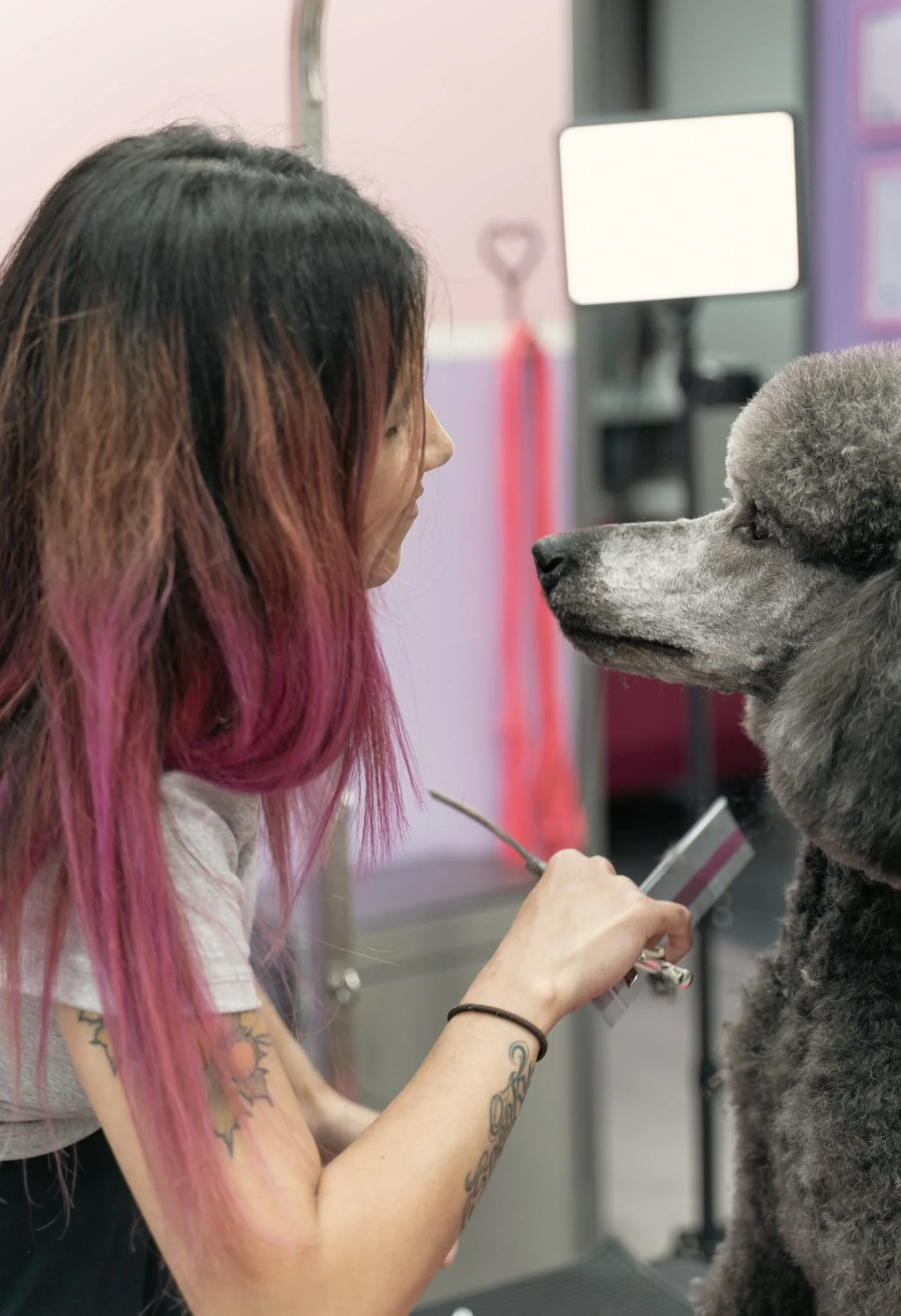 Alisa, founder of Topknot Pet Salon & Spa, grooming a poodle during a luxury pet grooming appointment in Los Angeles, California