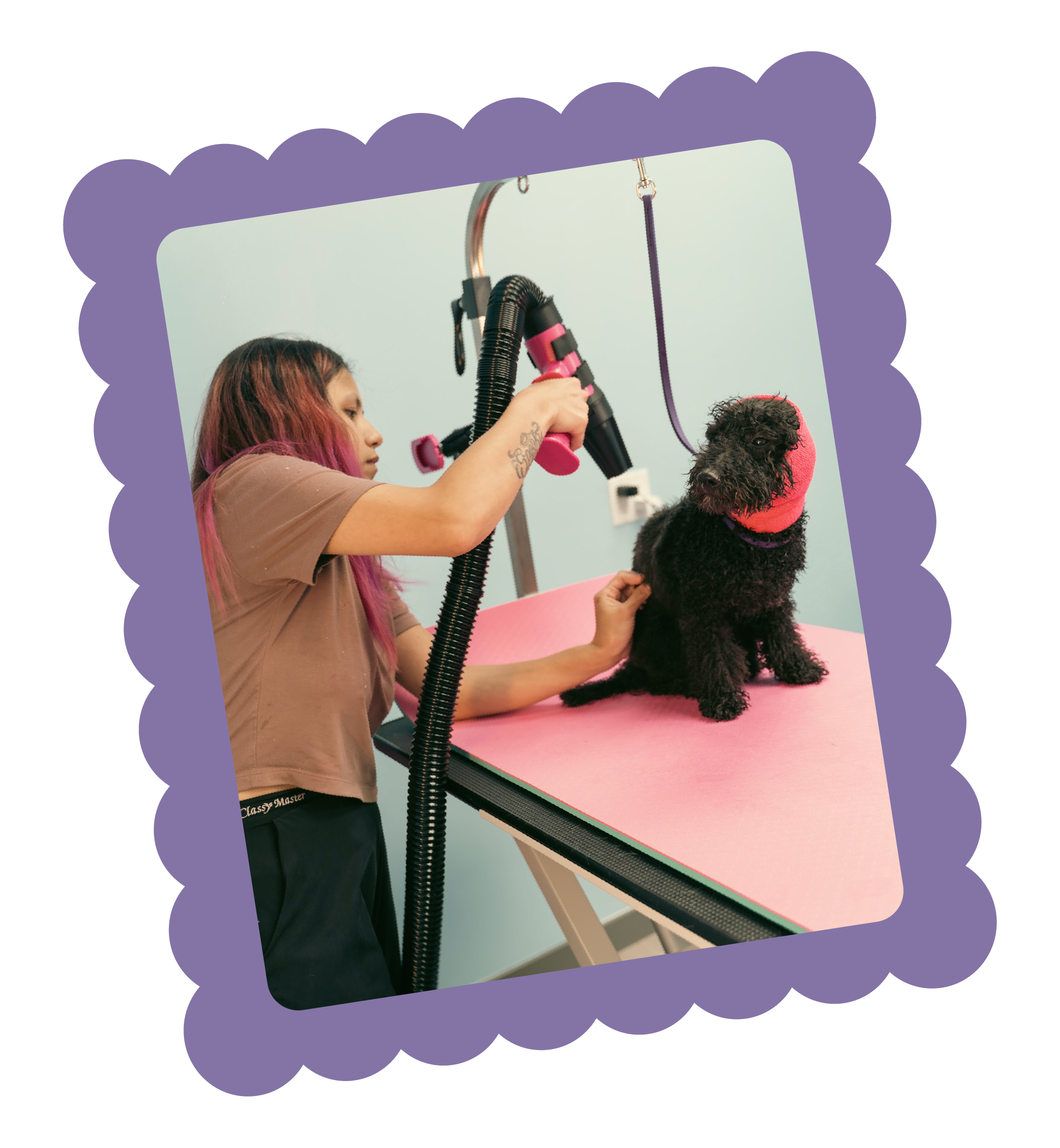 Alisa grooming and blow drying a small dog at Topknot Pet Salon & Spa in Los Angeles, California using gentle, low-stress grooming techniques