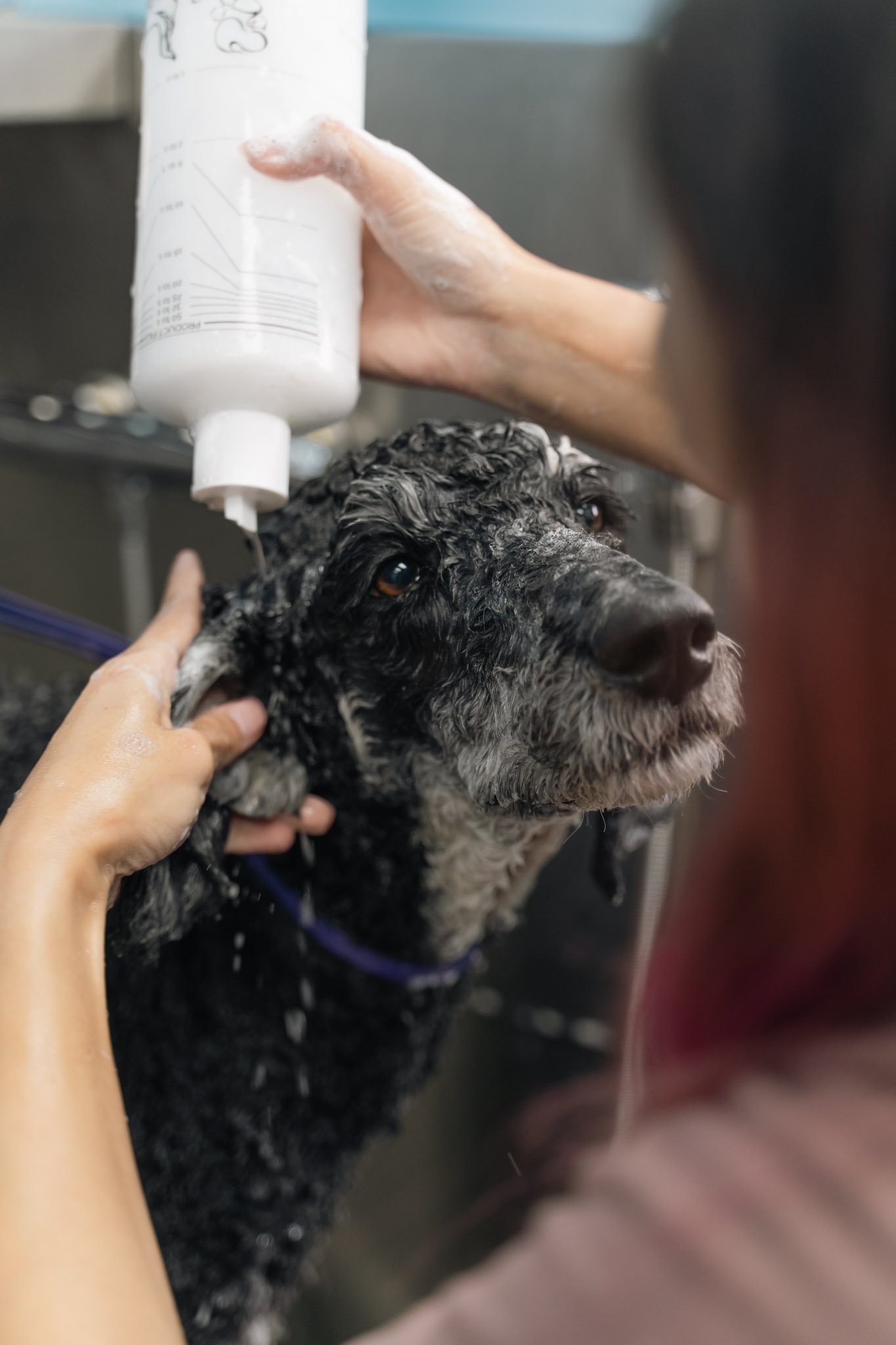 Dog being bathed at a grooming station with soap and water, with a person's hand holding the dog's head.
