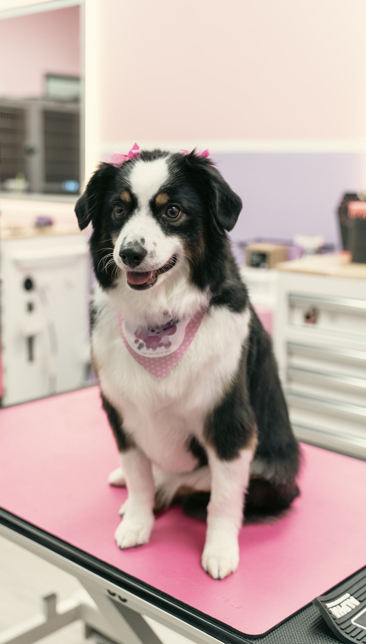 A cute black and white  dog with brown eyes sitting on a pink grooming table, wearing a pink bandana and hair ribbons in Topknot Pet Salon & Spa in Los Angeles, California
