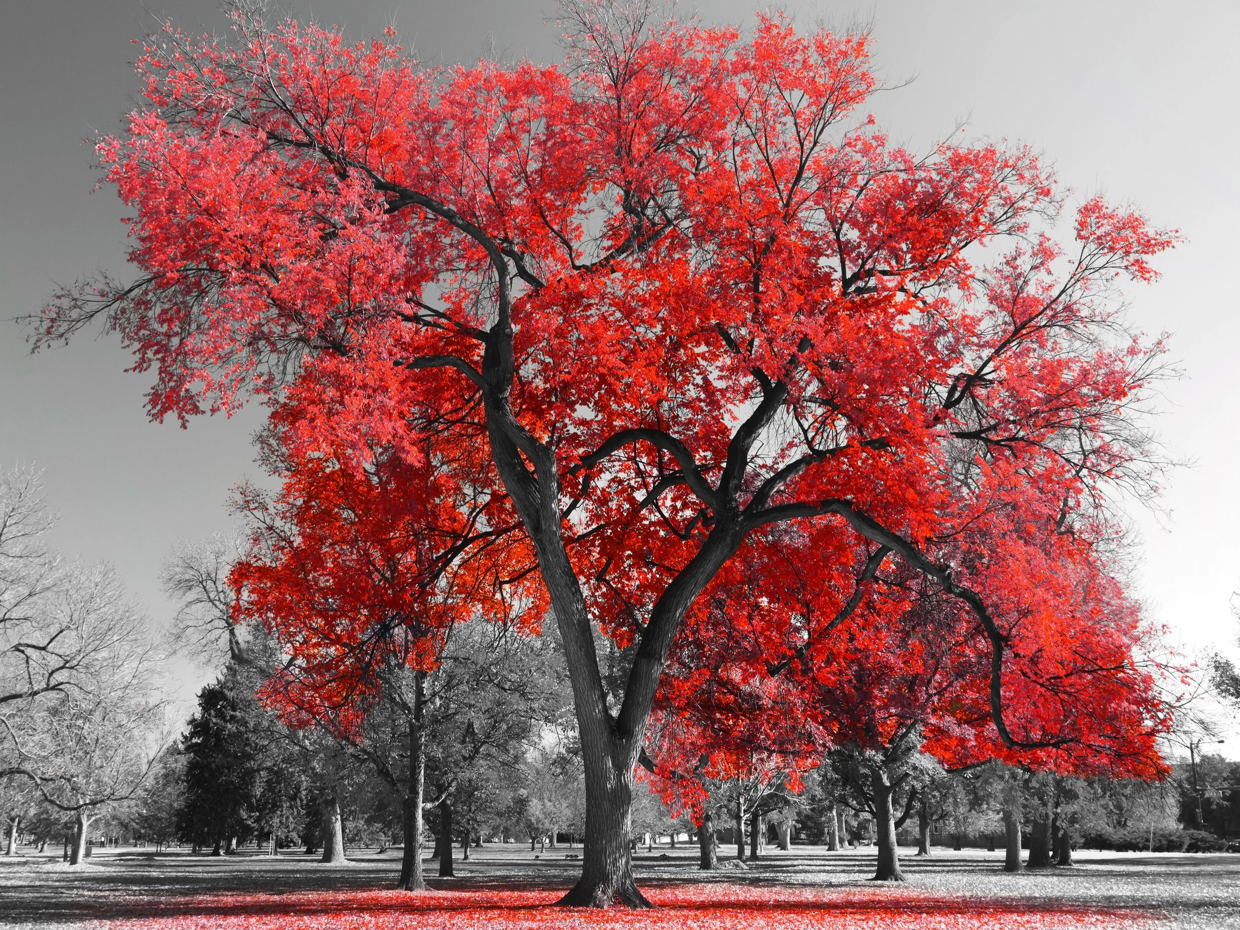 Noir et Rouge (3).jpeg