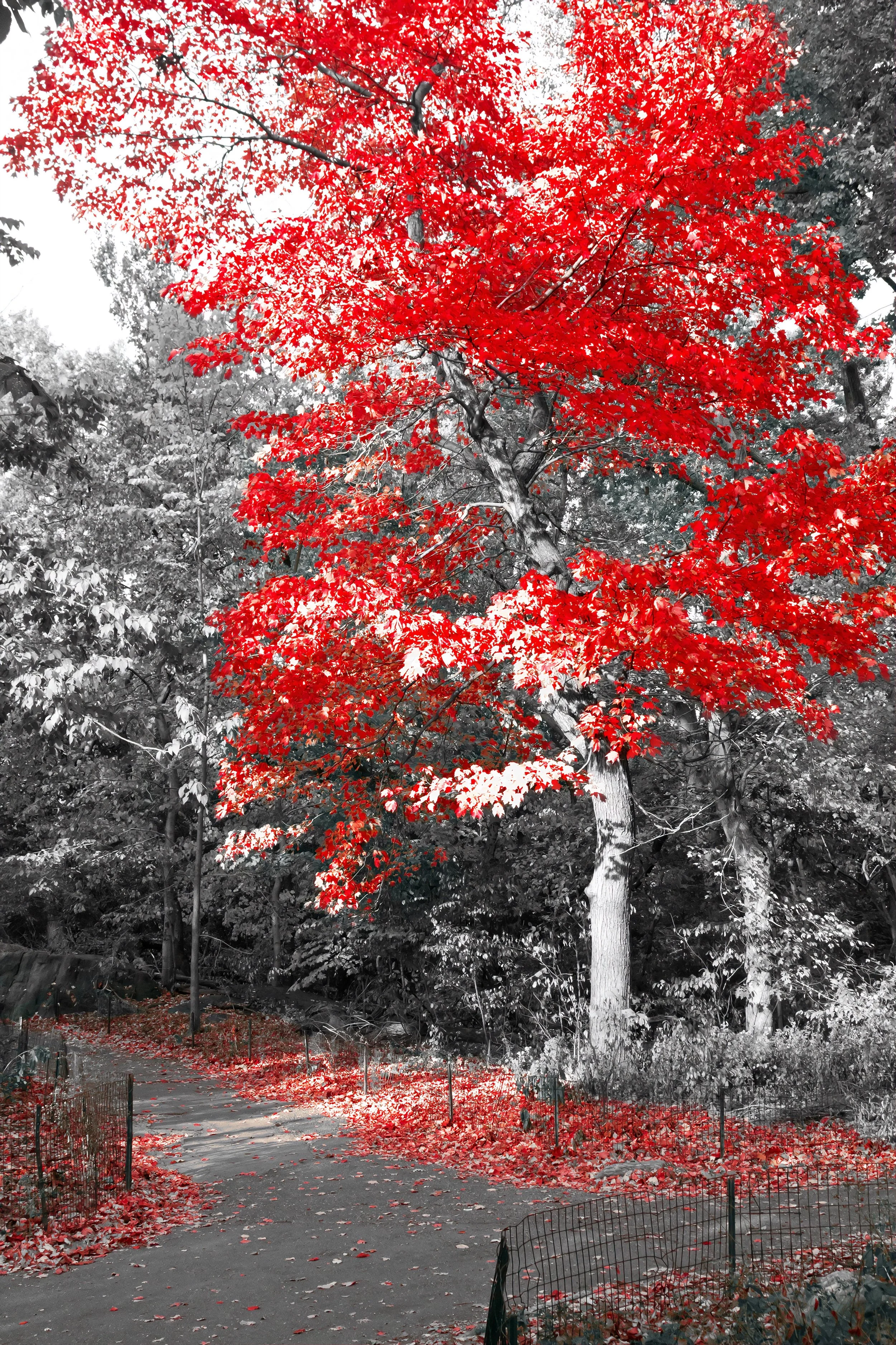 Noir et Rouge (19).jpg