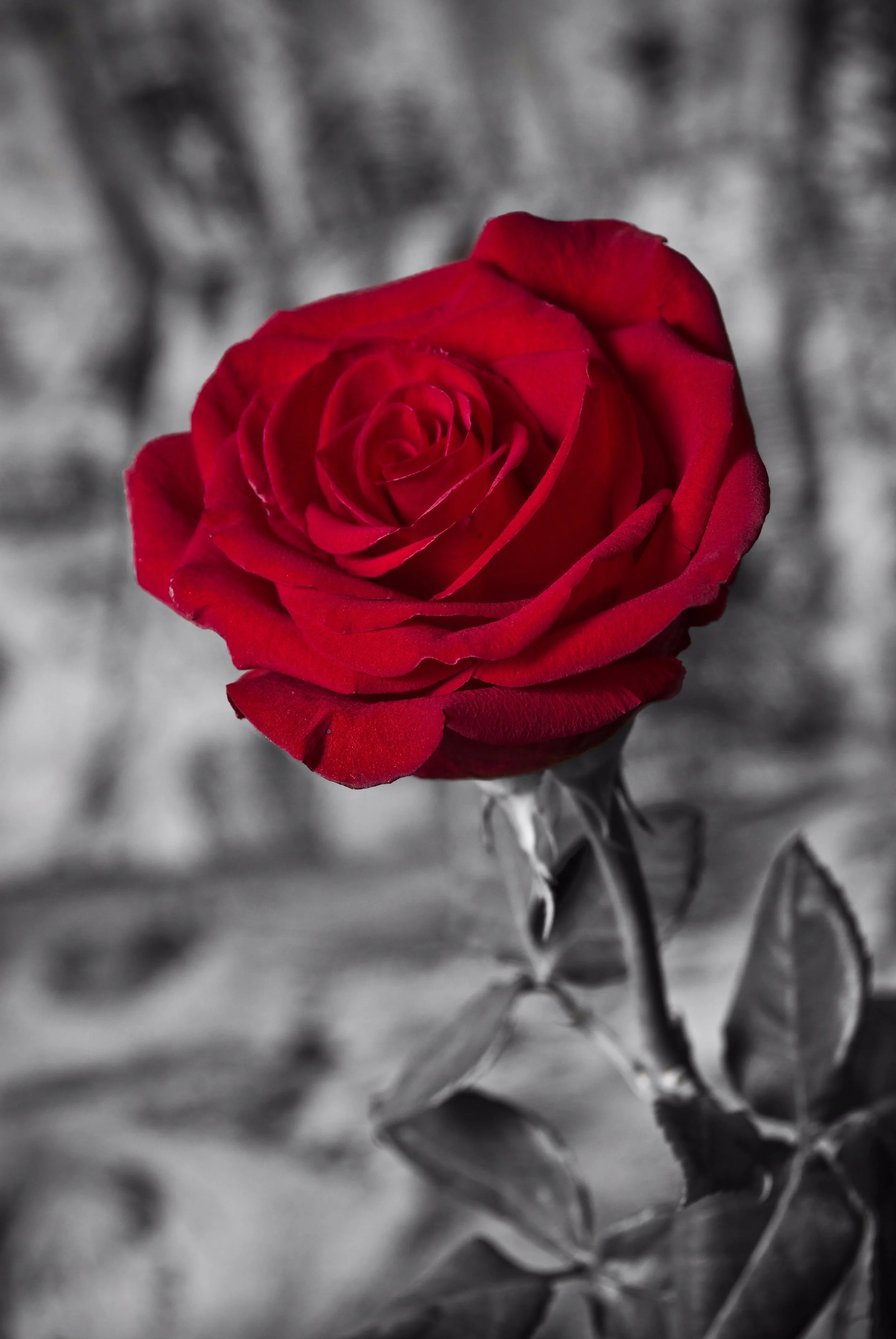 Noir et Rouge (22).jpg