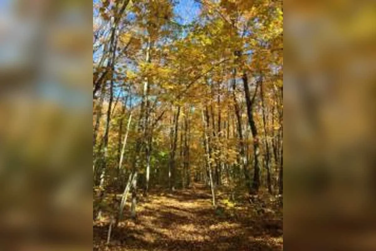 MCLEAN'S PARK | New England Road, Assiginack | 1.5 hrs 
Located on 100 acres of hardwood forest, McLean’s Park features trails following historic logging paths through mature bushland with impressive old-growth trees. The walking loop takes approxima