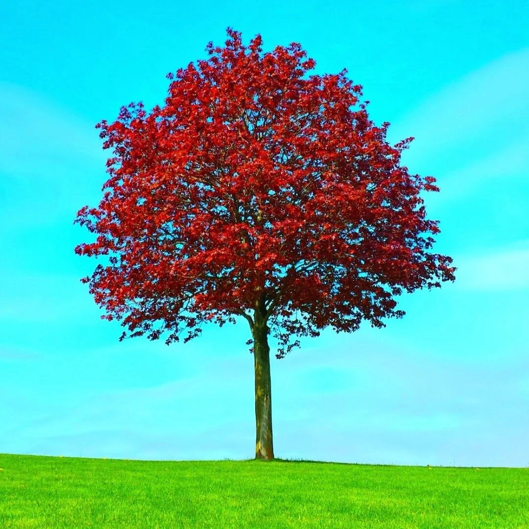 The Role of the CHRO and Leveraging Powerful Insights