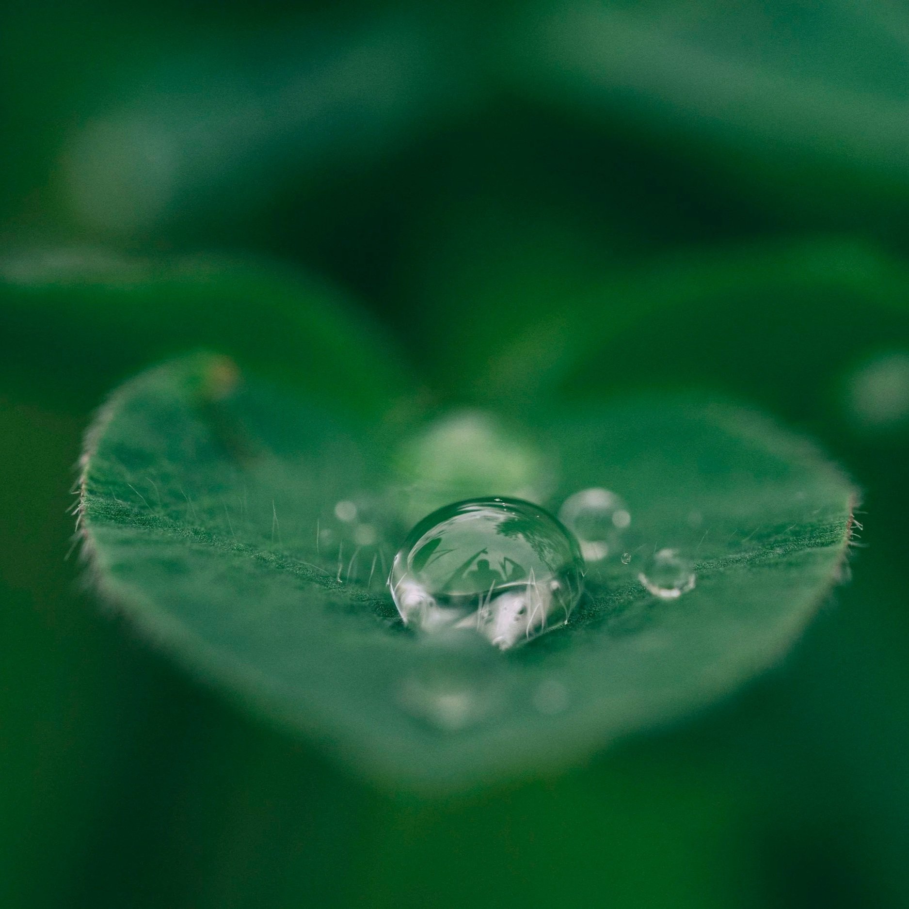 Agile Leadership: Your team is just fine. Serve the Team.