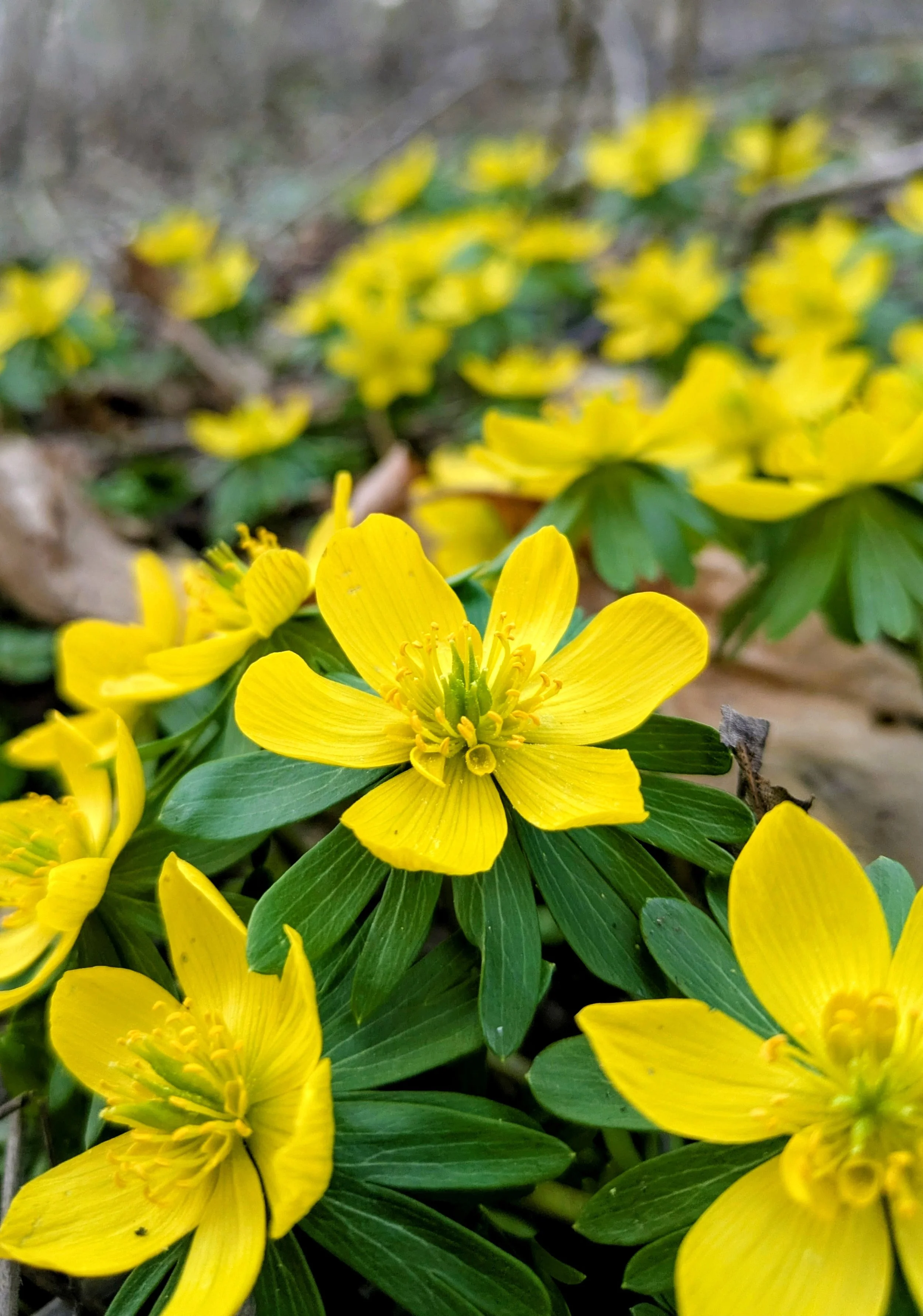 Bright yellow flowers