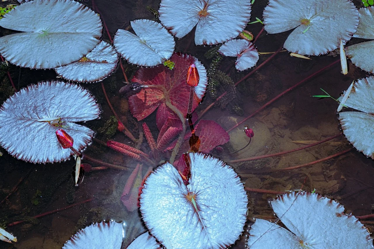 Water lilies with large, round, light blue leaves floating on a pond with some red stems and submerged plants.