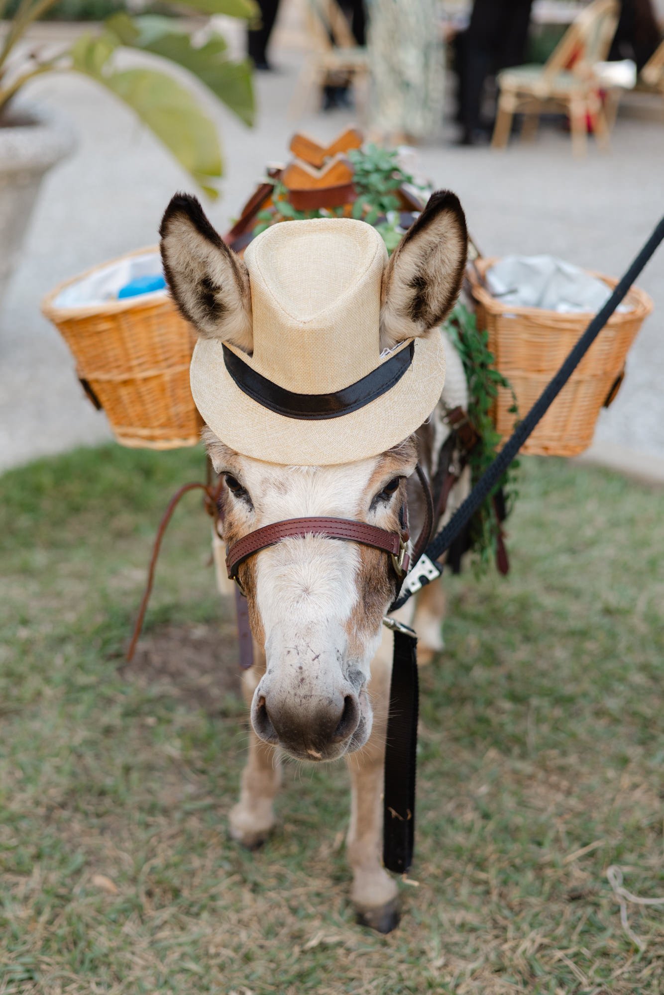 Beer donkey at a wedding cocktail hour on Jekyll Island