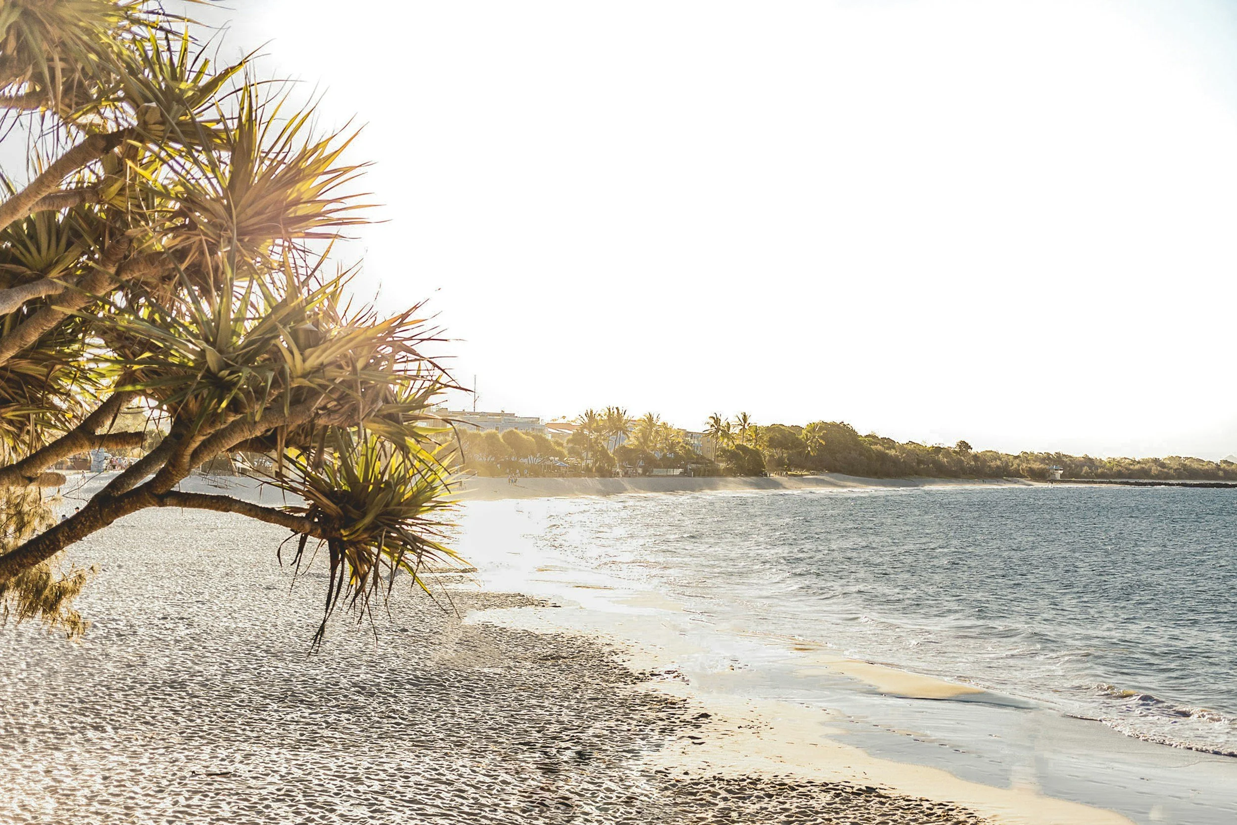 Sunset beach scene with palm trees in the foreground, sandy beach, and calm ocean waves, with a distant shoreline and buildings.