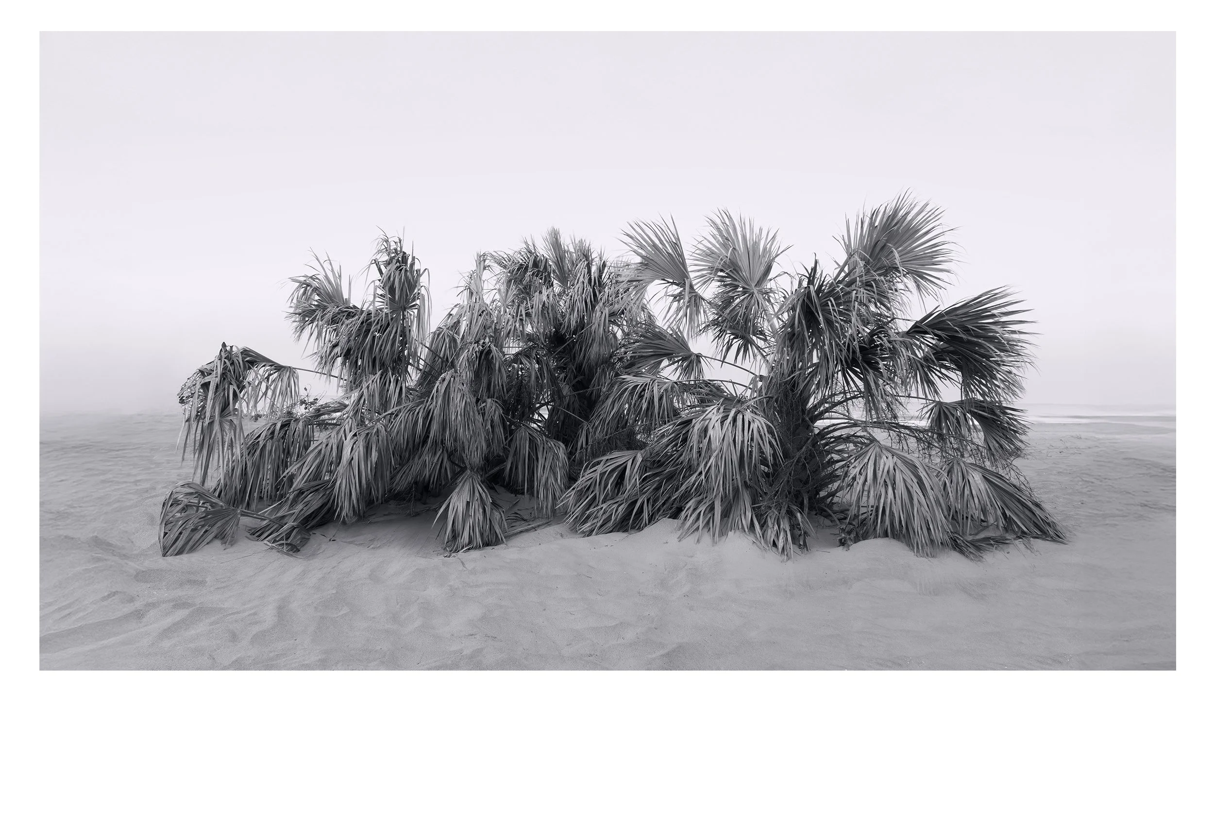 Sentinels, 2025
Pro Platinum Glossy Paper
19 x 13 in