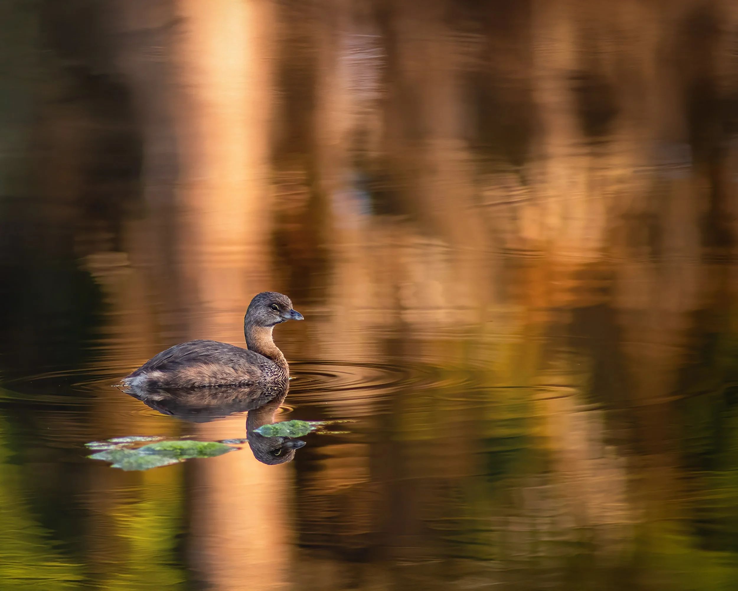 Pied Bill 1 2500 5x4.jpg