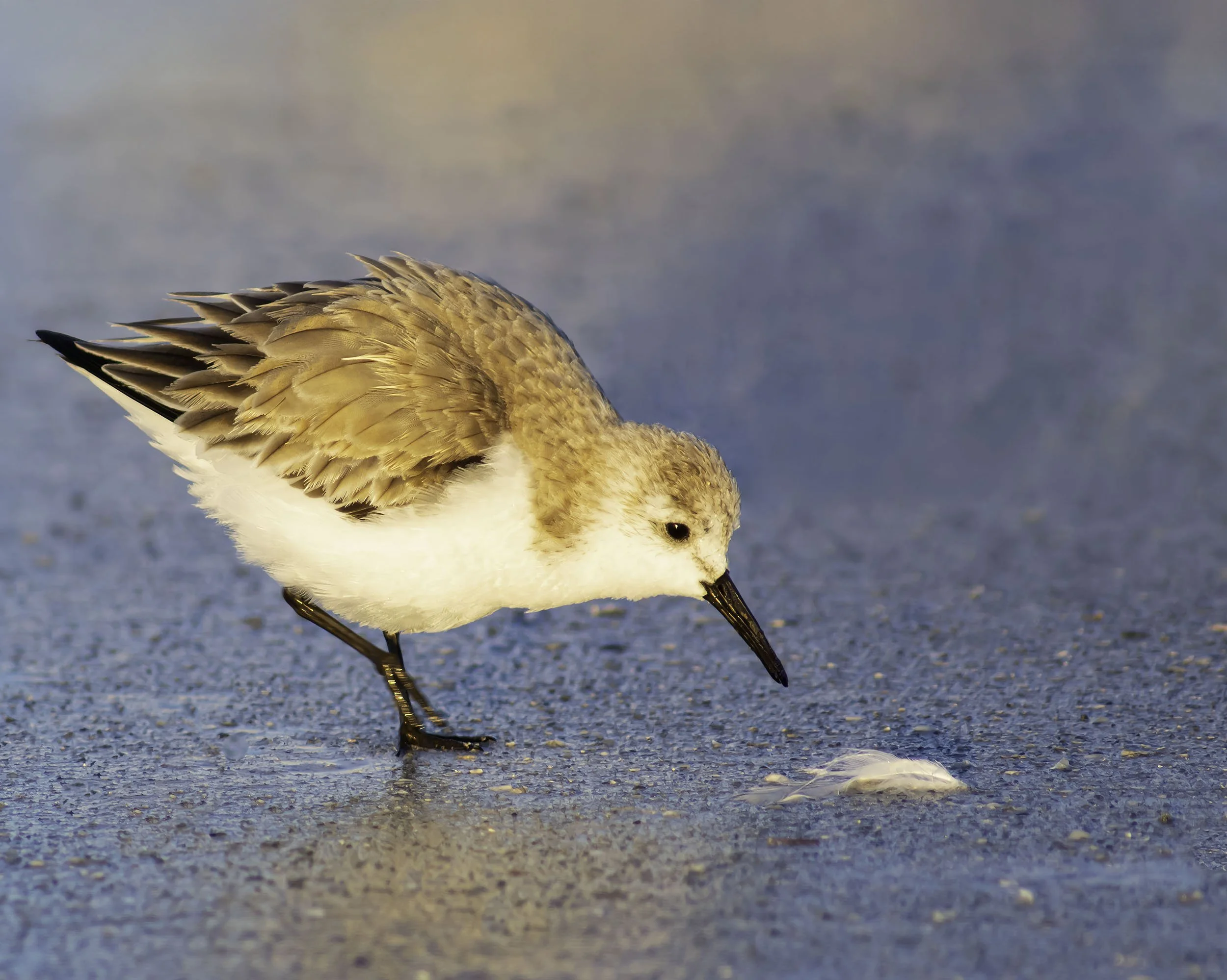 Sand Feather 2500 4x5.jpg