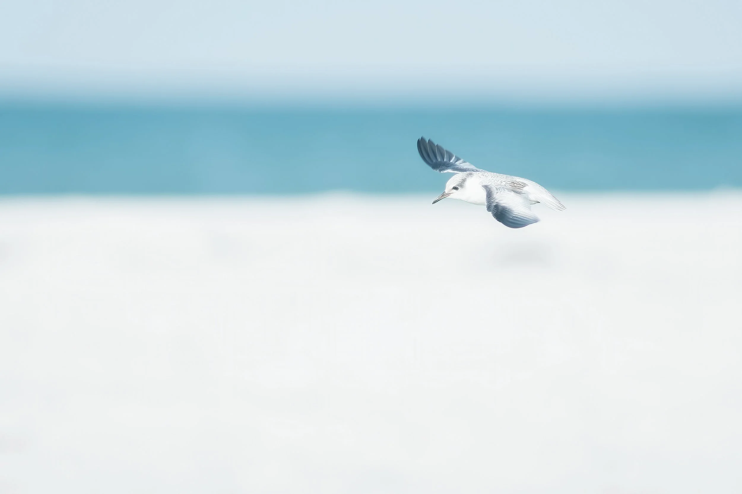 Dreamy Flight 2500.jpg