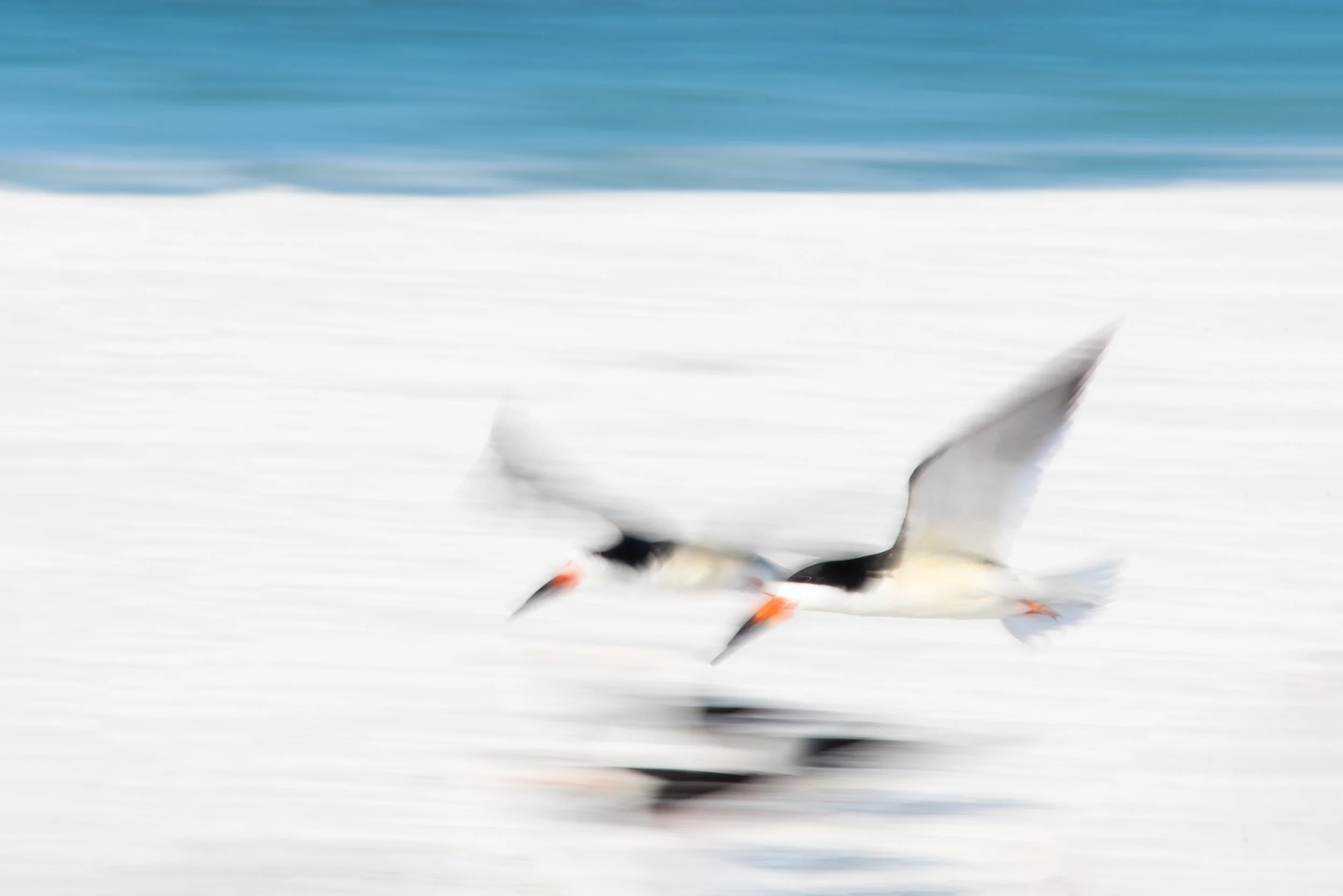 Skimming Along 2500.jpg