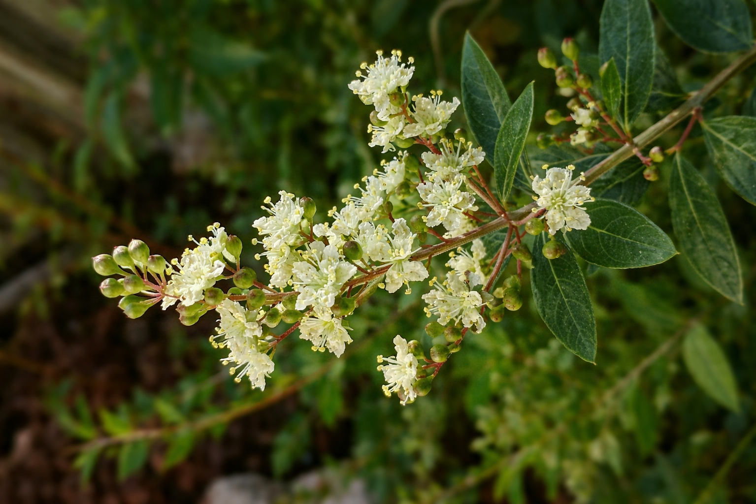 Henna : une plante ancestrale