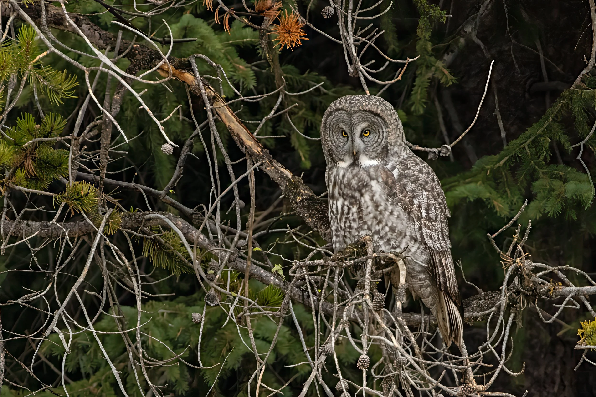 Great Grey Owl