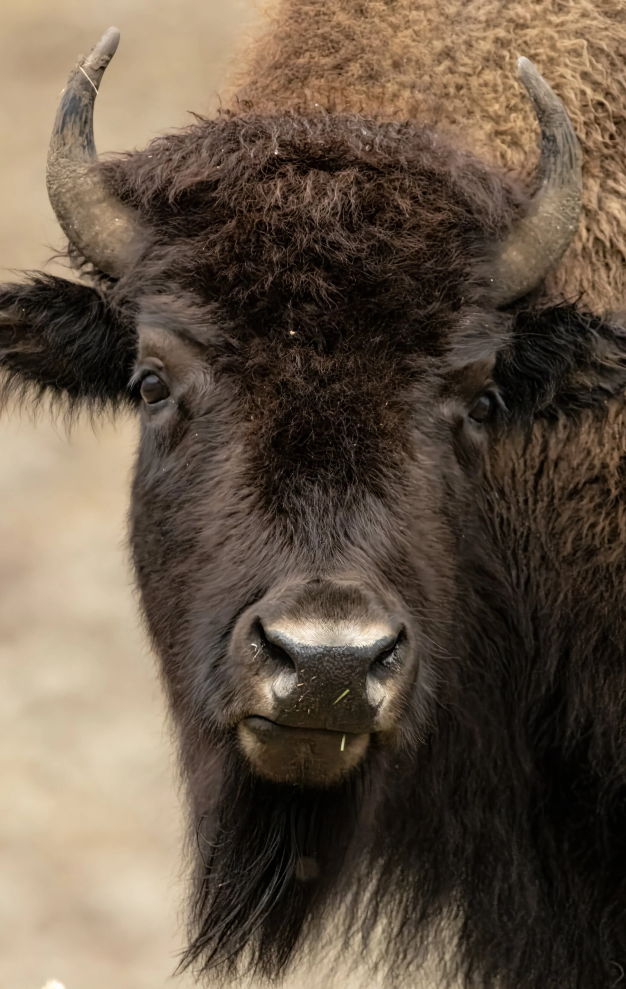 Yellowstone NP Bison