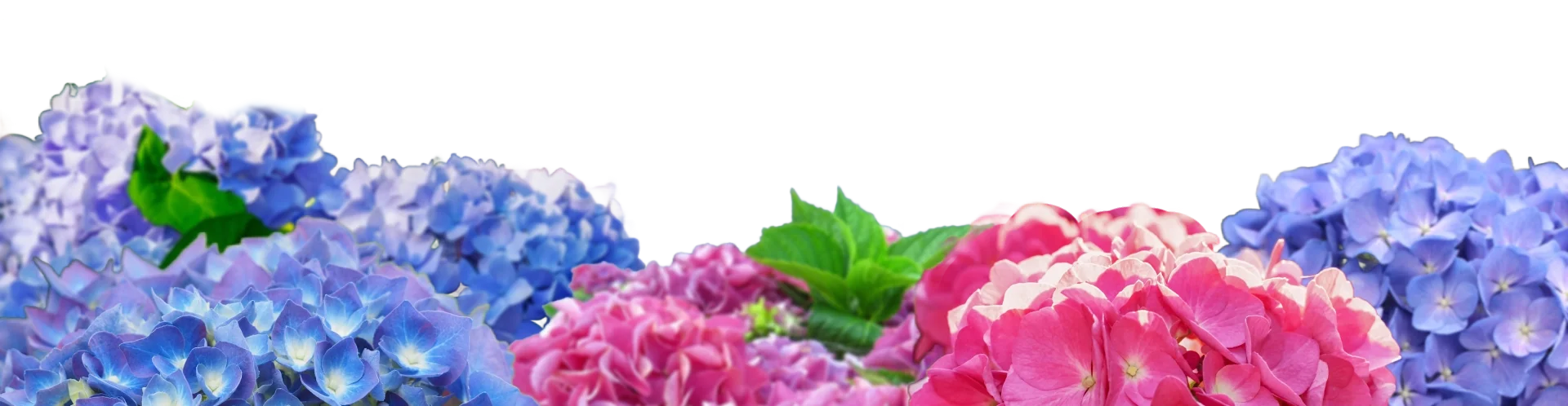 hydrangea flowers in purple, blue and pink.