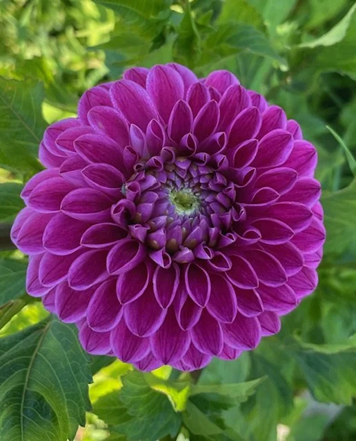 Narrows Kirsten Dahlia Cutting