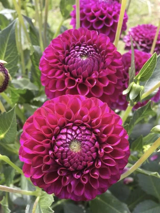 Ferncliff Concord Dahlia Cutting