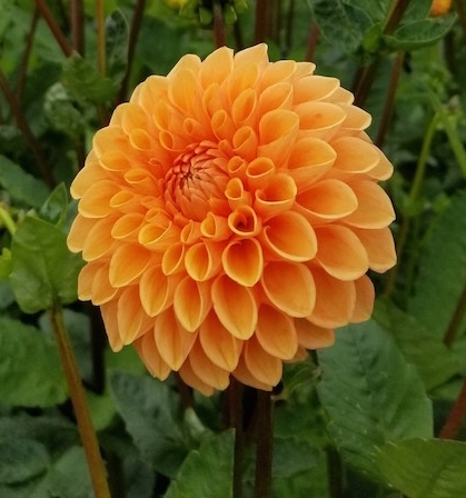 Maarn Dahlia Cutting