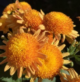 Key Largo Chrysanthemum