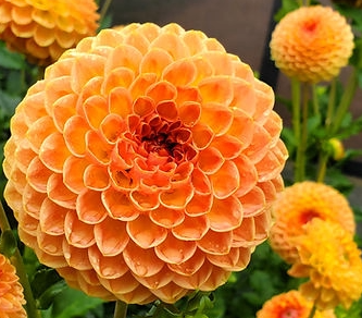 Blyton Softer Gleam Dahlia Cutting