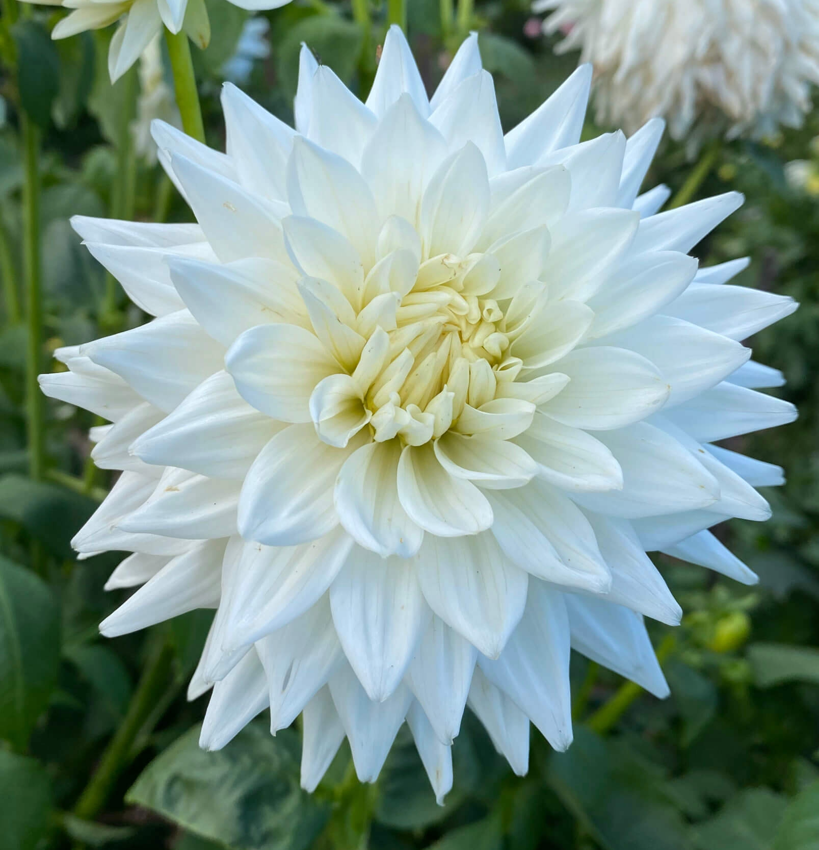 Hollyhill Diamond Dahlia Cutting